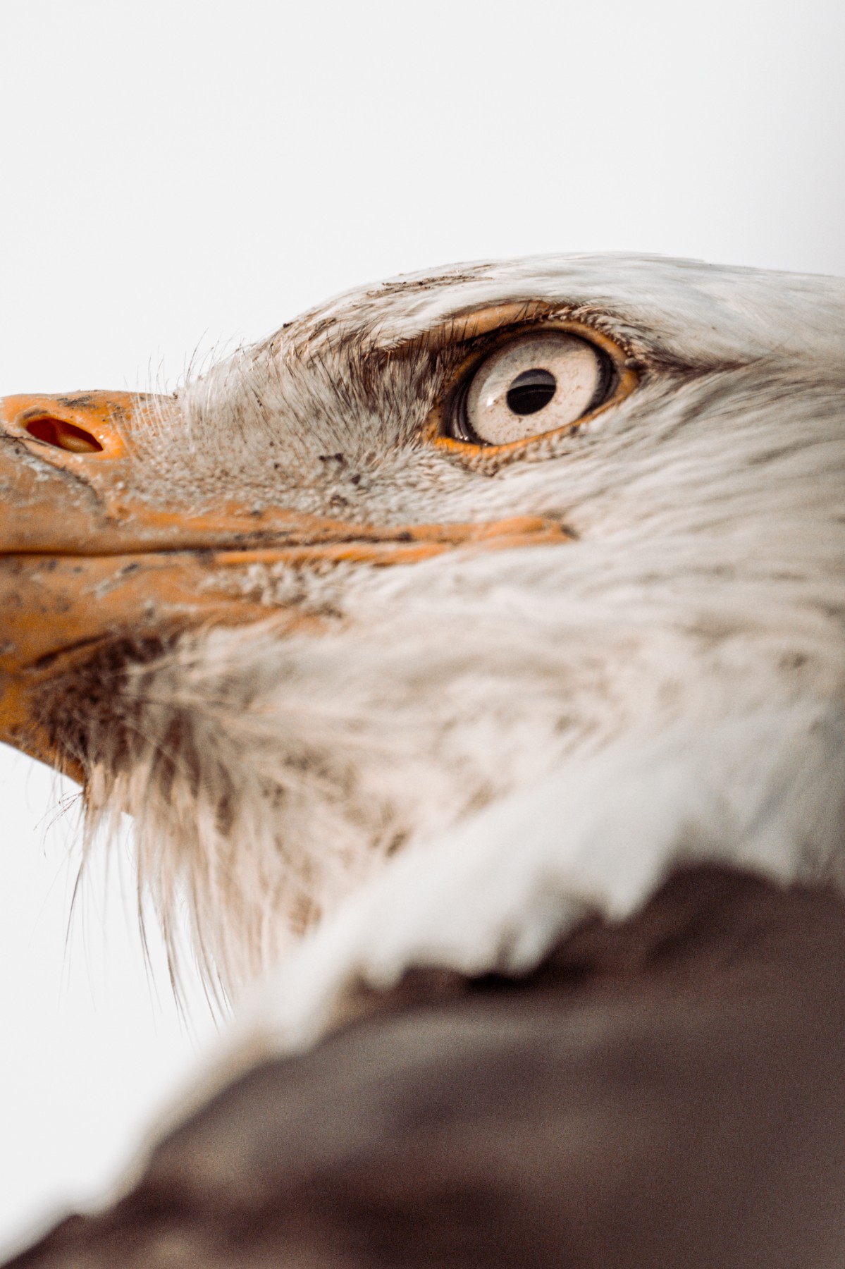 BALD EAGLE - Haliaeetus leucocephalus — 8 of 19