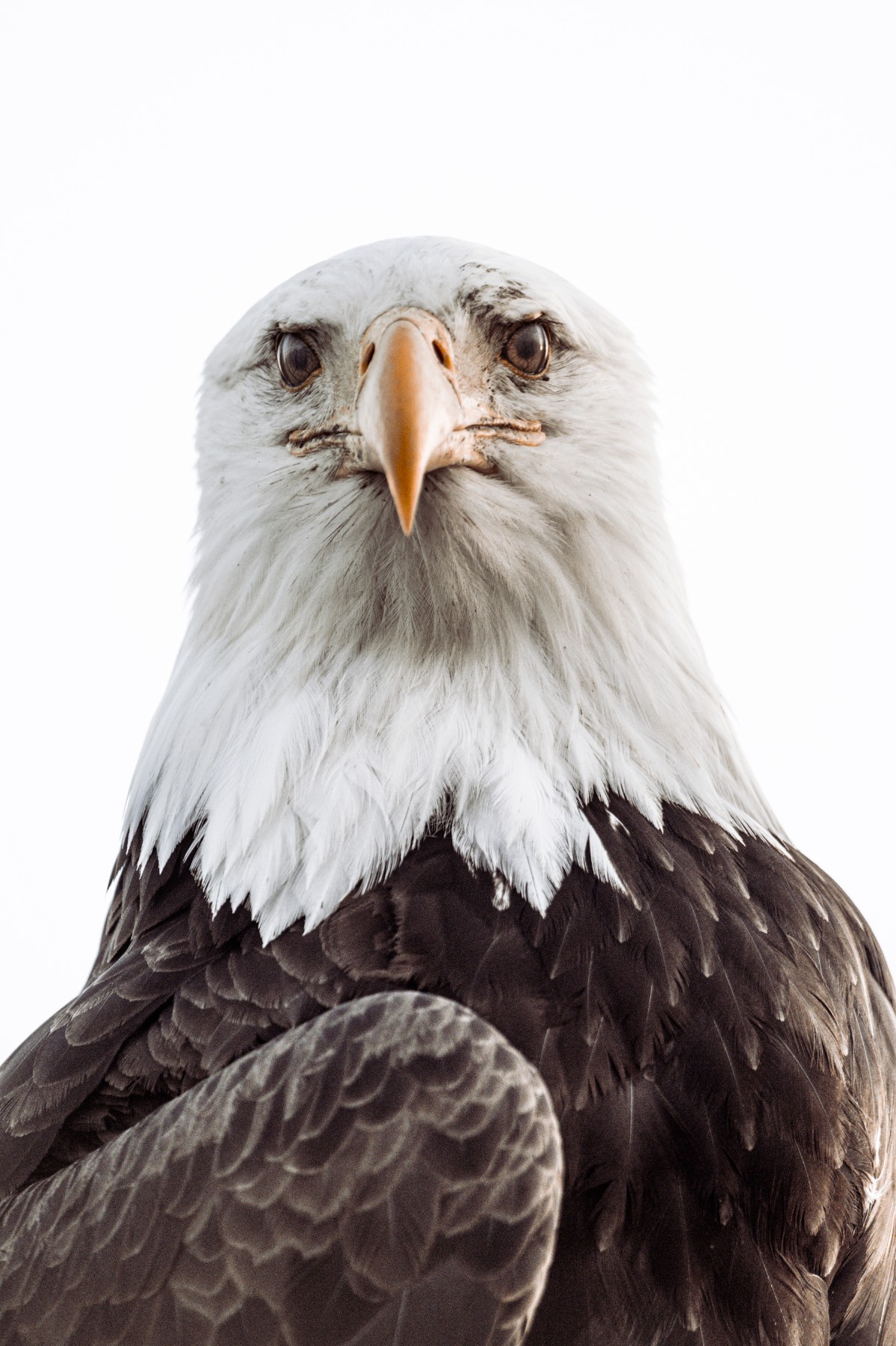 BALD EAGLE - Haliaeetus leucocephalus — 17 of 19
