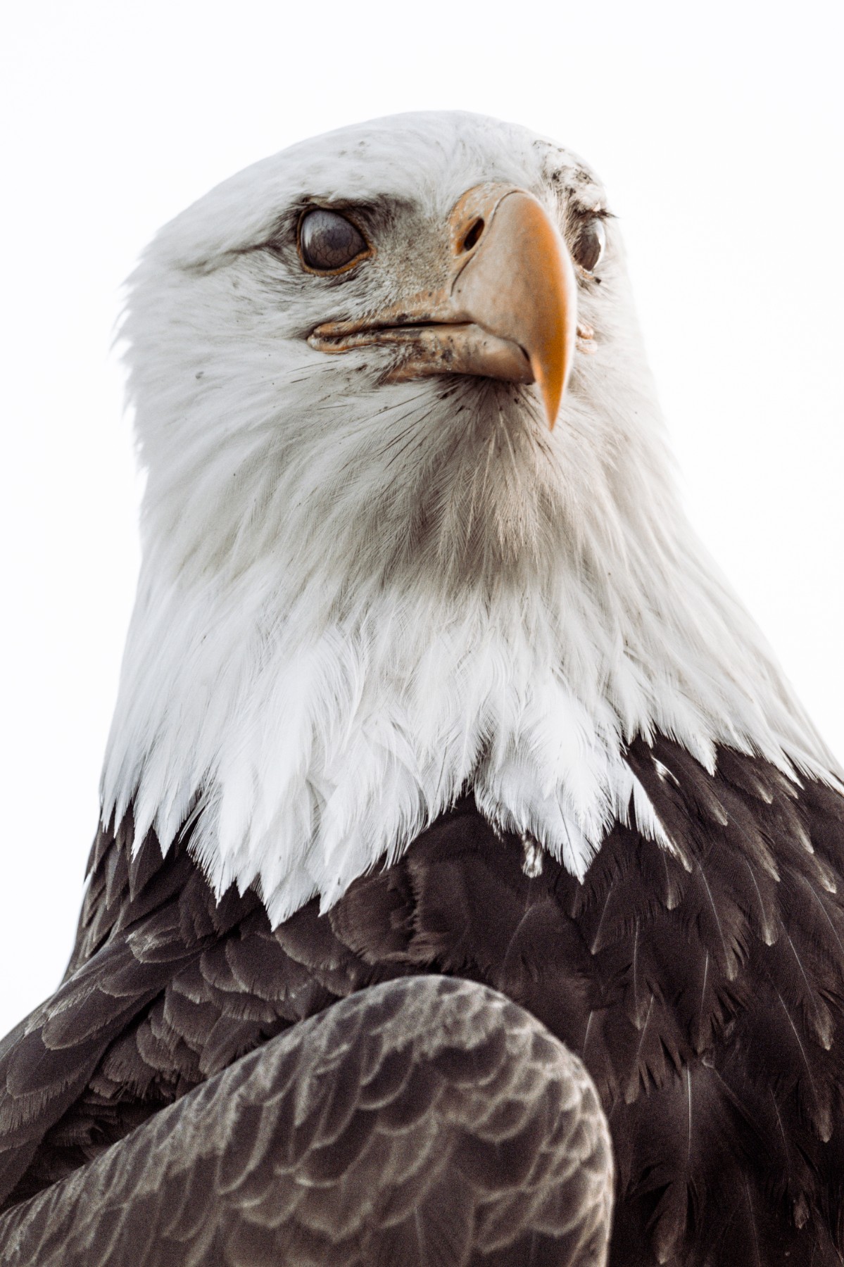 BALD EAGLE - Haliaeetus leucocephalus — 18 of 19