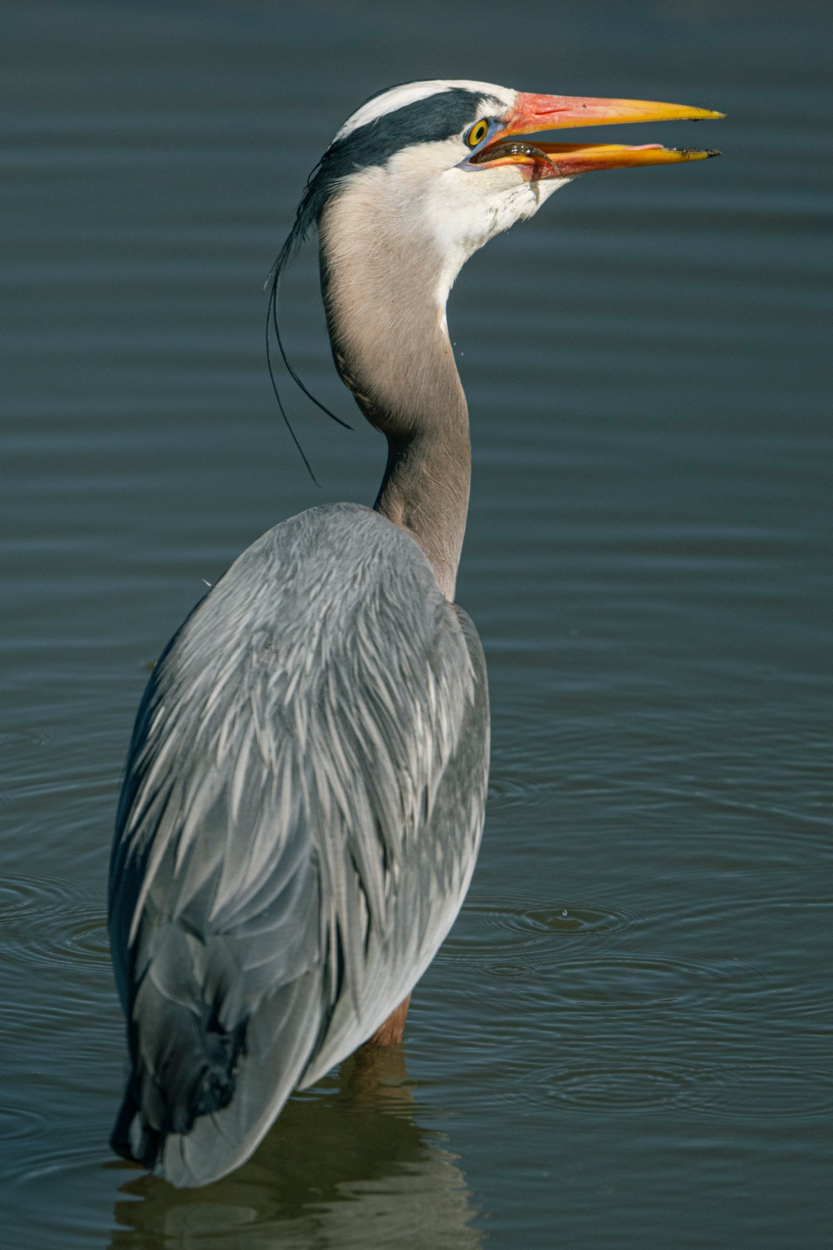 GREAT BLUE HERON - Ardea herodias — 4 of 7