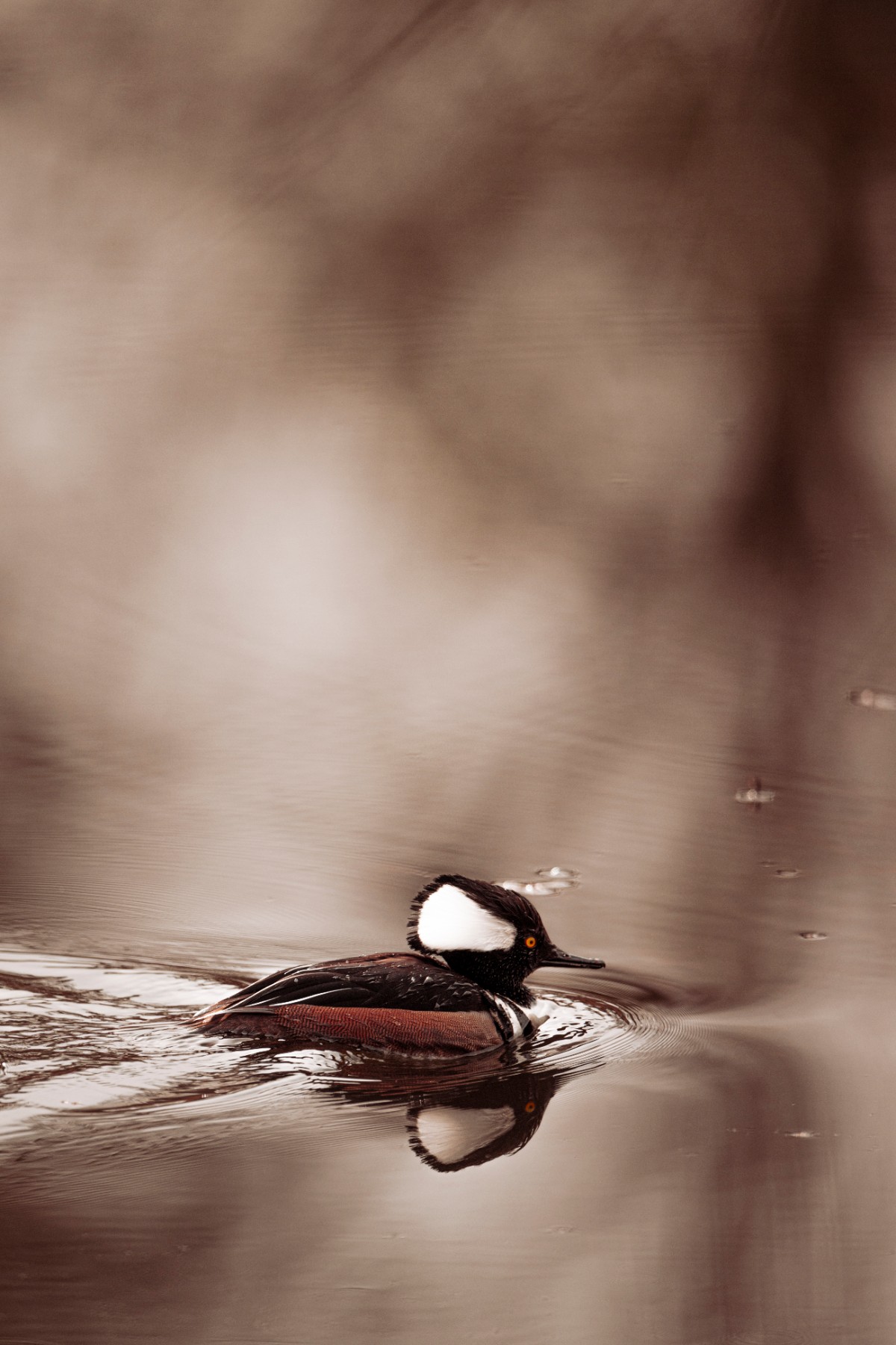 HOODED MERGANSER - Lophodytes cucullatus — 3 of 3