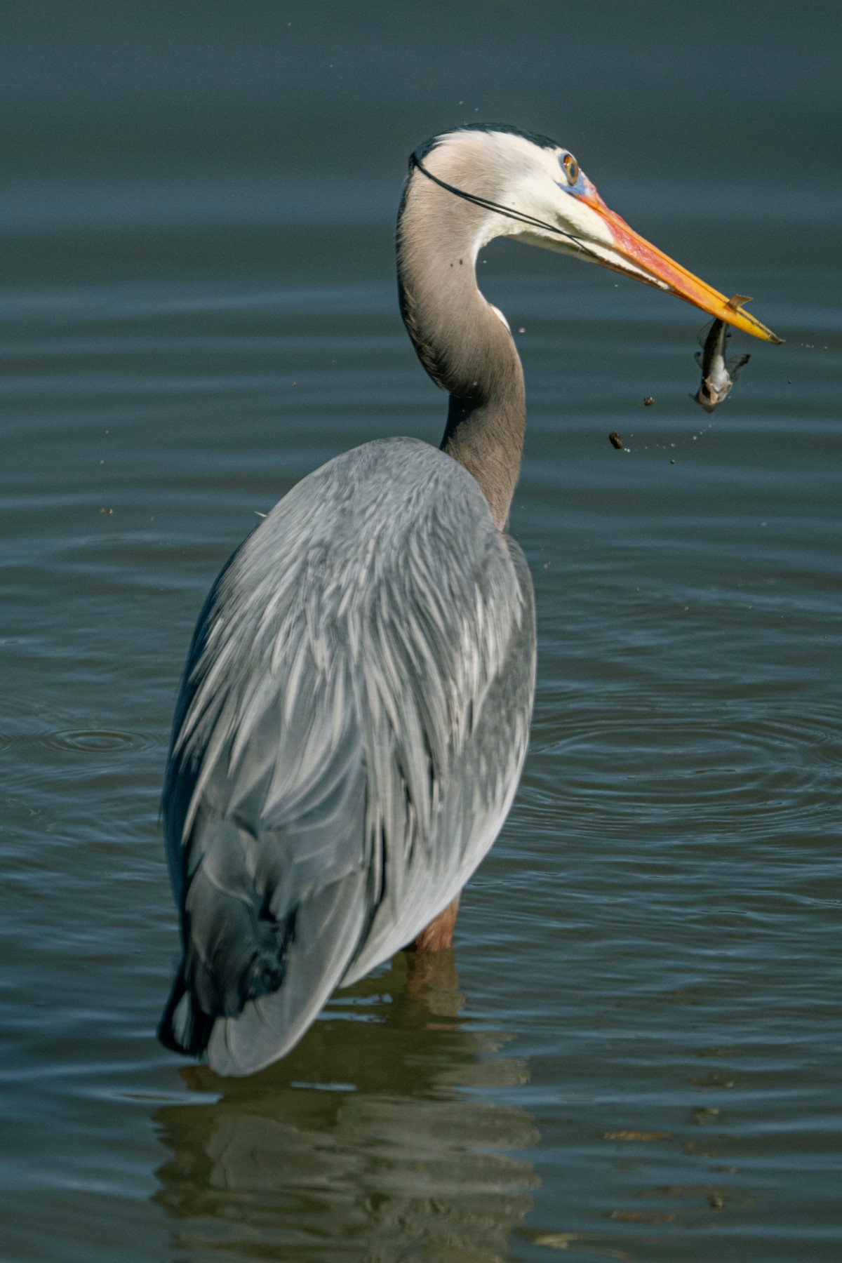 GREAT BLUE HERON - Ardea herodias — 3 of 7