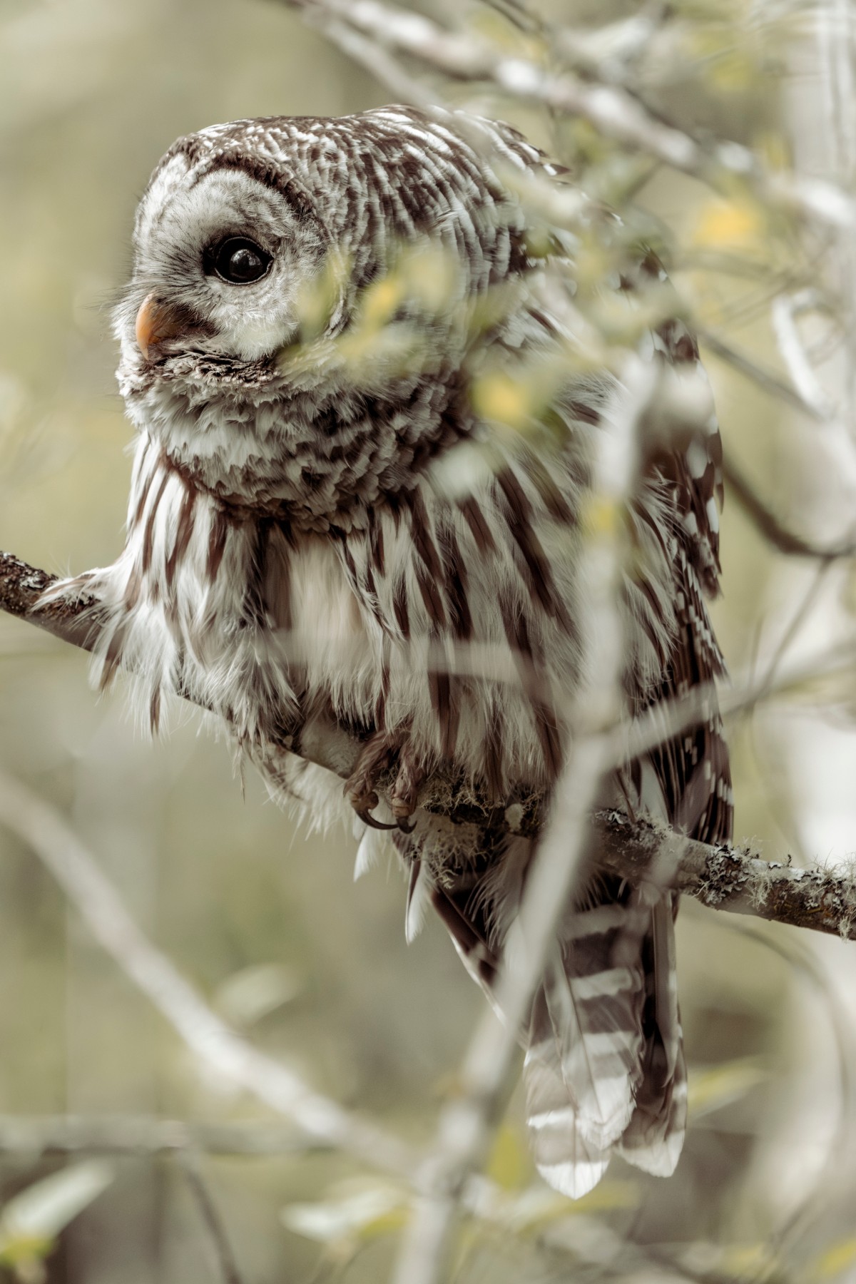 BARRED OWL - Strix varia — 3 of 3