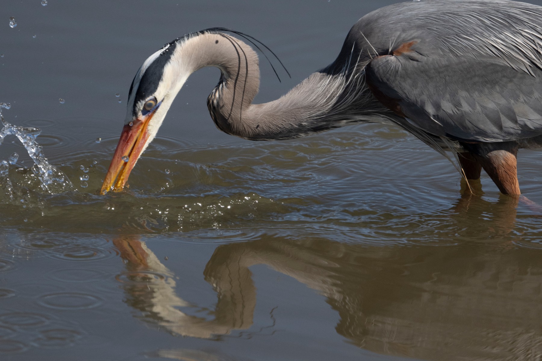 GREAT BLUE HERON - Ardea herodias — 3 of 5