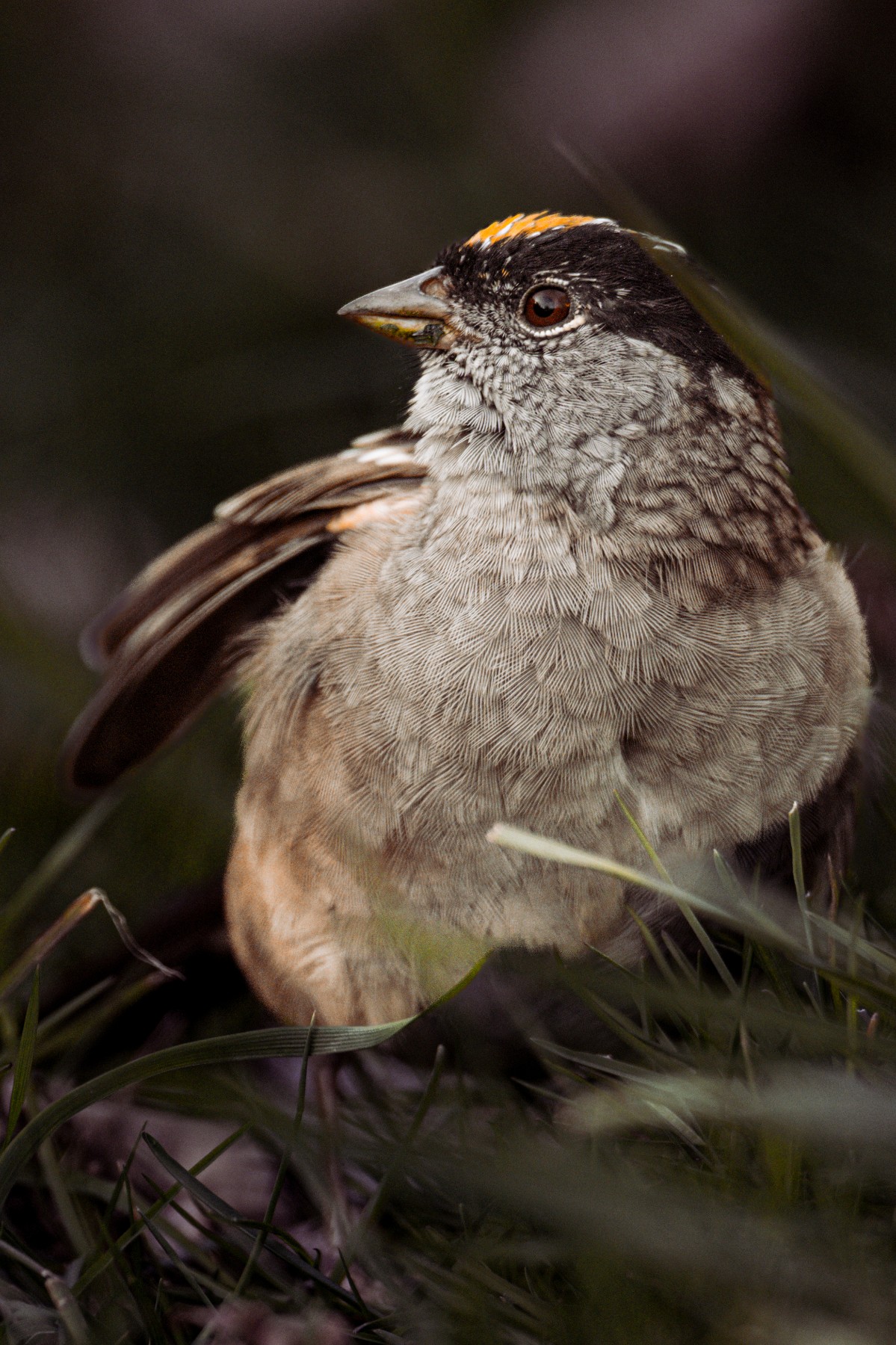 GOLDEN-CROWNED SPARROW - Zonotrichia atricapilla. — 3 of 3