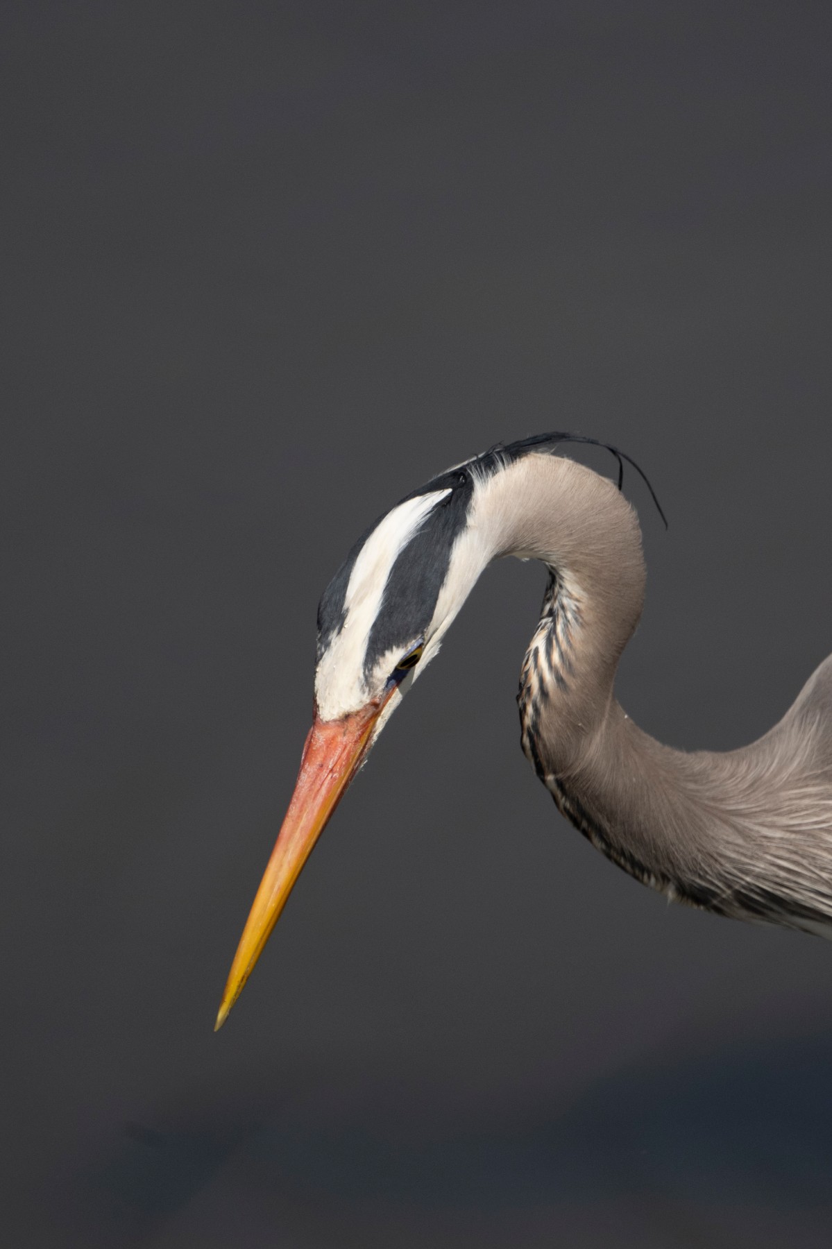 GREAT BLUE HERON - Ardea herodias — 5 of 7