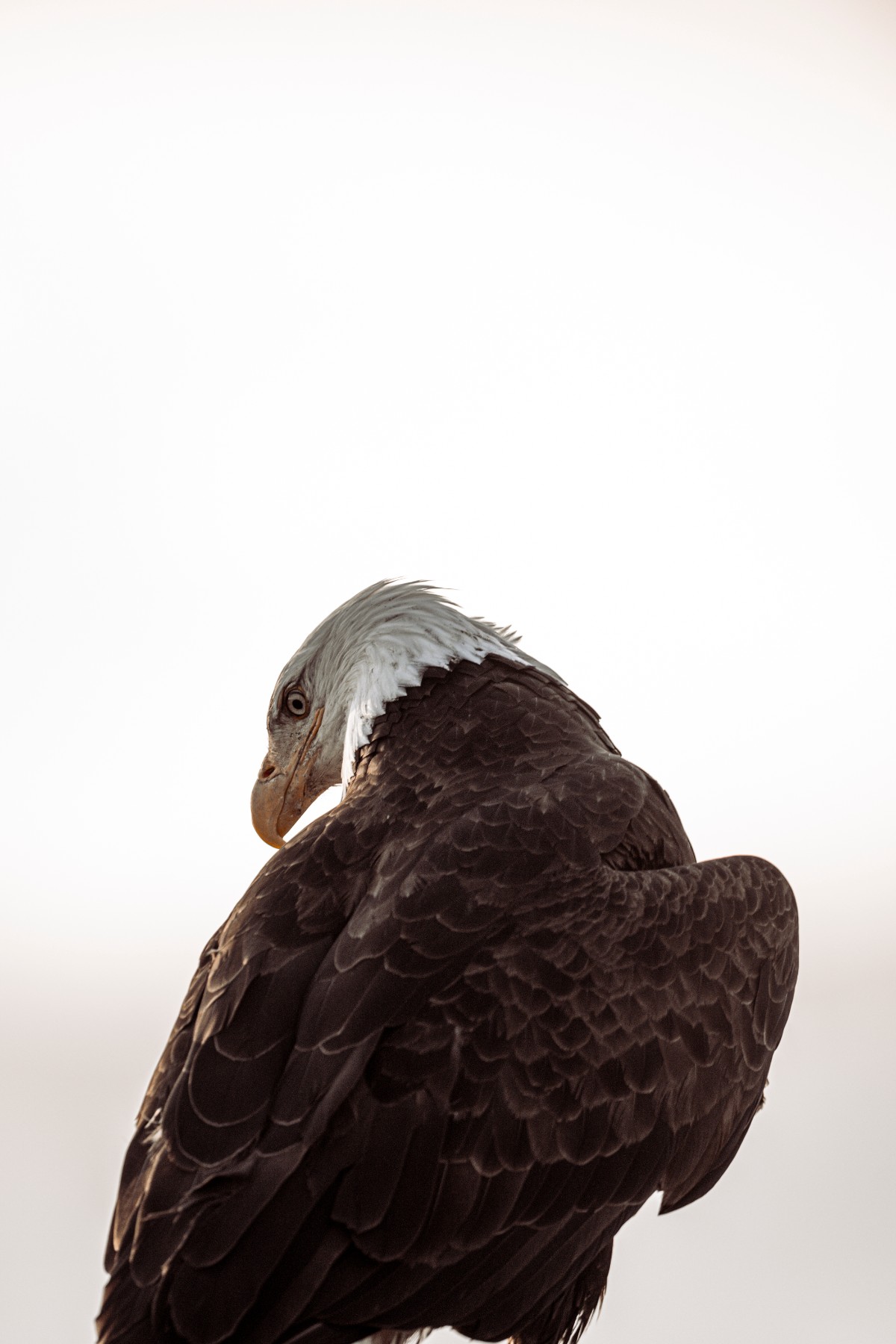 BALD EAGLE - Haliaeetus leucocephalus — 2 of 19