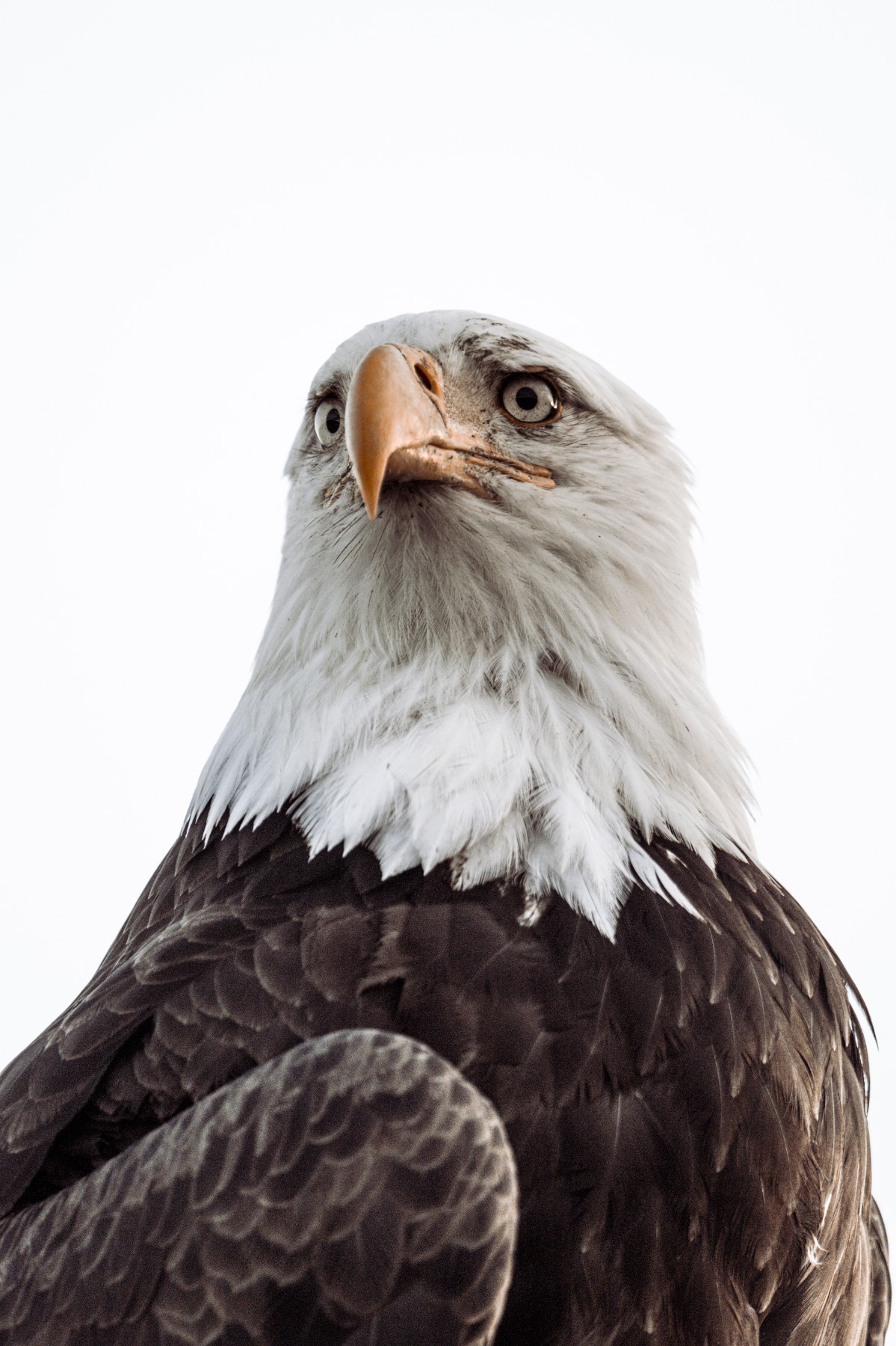 BALD EAGLE - Haliaeetus leucocephalus — 11 of 19