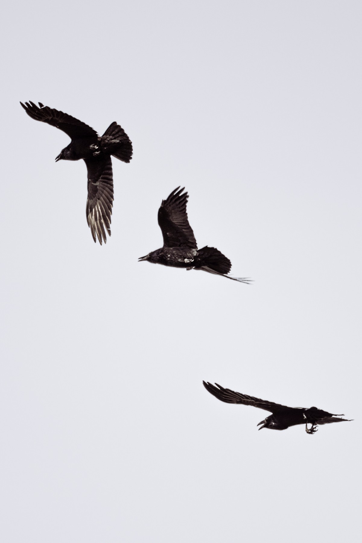 COMMON RAVEN — 5 of 5