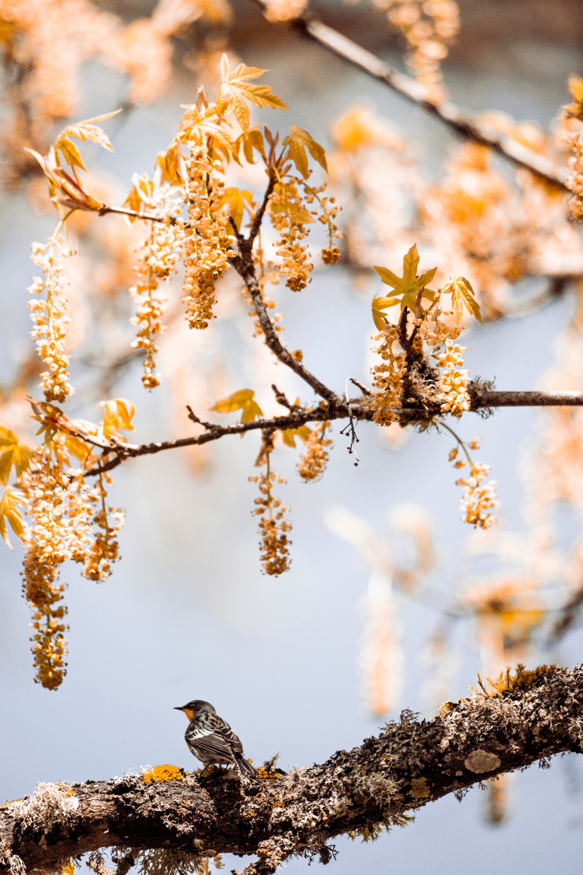 Yellow-rumped Warbler — Setophaga coronata — 3 of 3