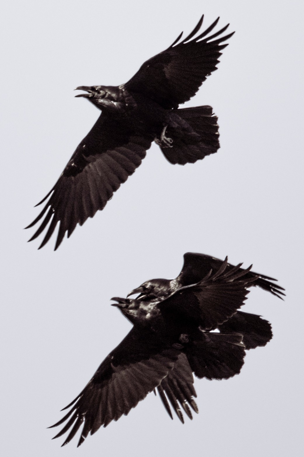 COMMON RAVEN — 2 of 5