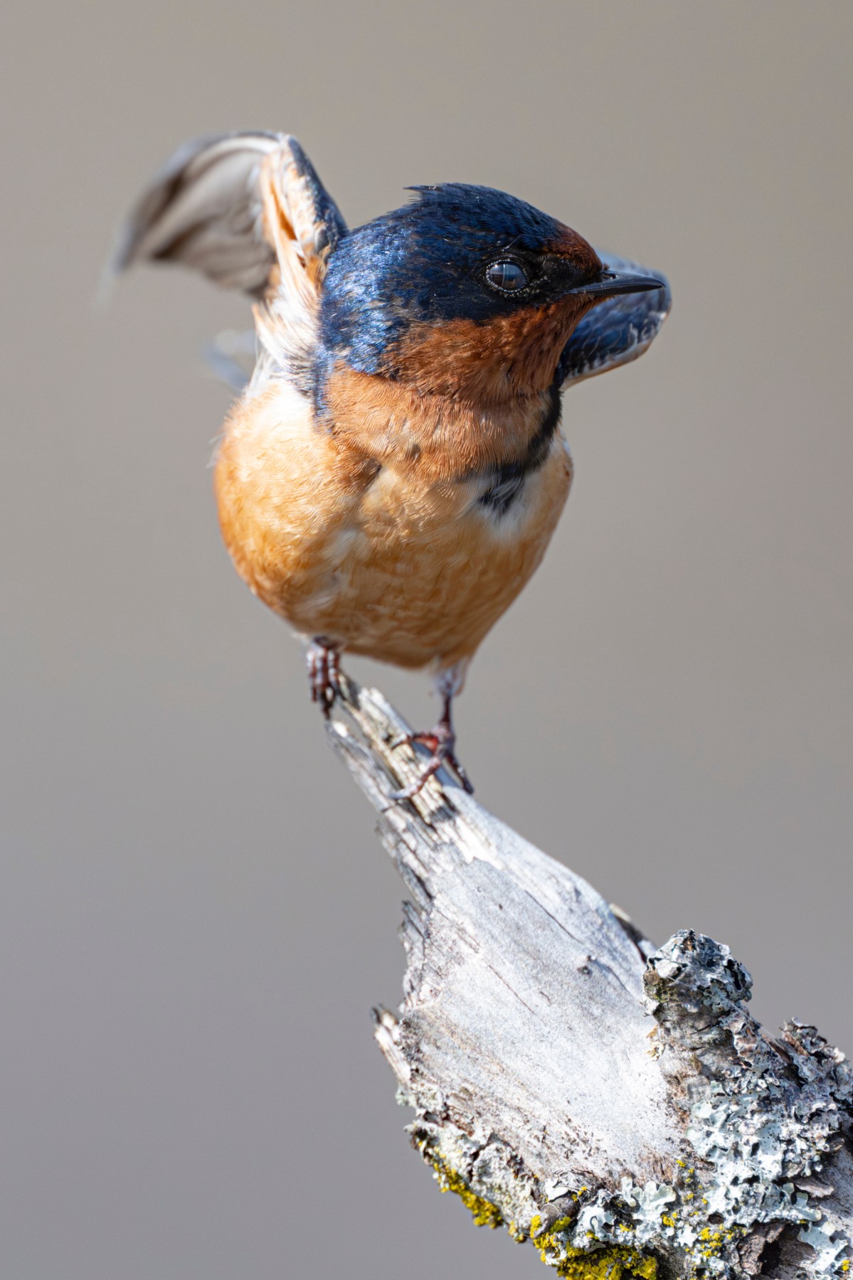BARN SWALLOW - Hirundo rustica — 3 of 3