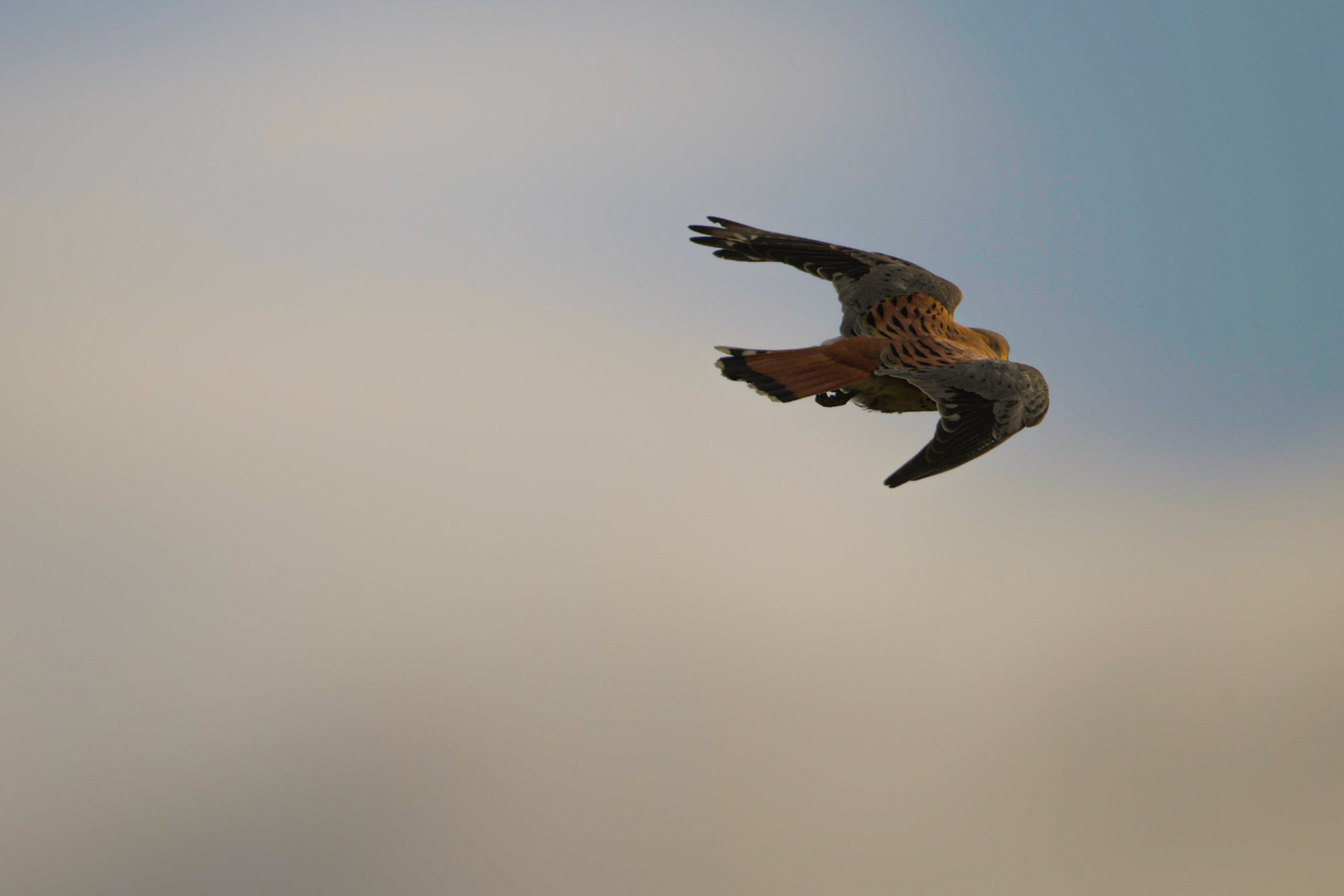 AMERICAN KESTREL - Falco sparverius — 2 of 2