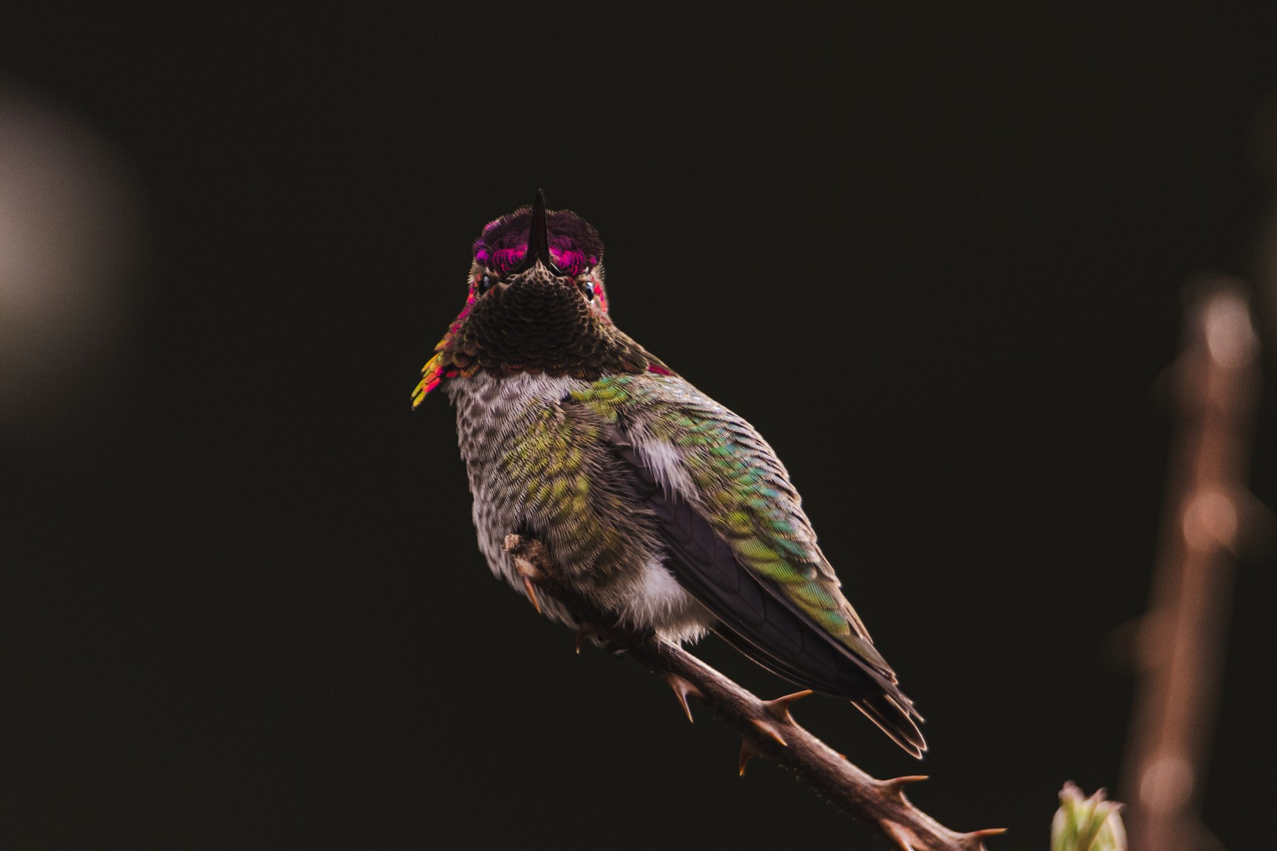 ANNA'S HUMMINGBIRD -  Calypte anna — 2 of 2