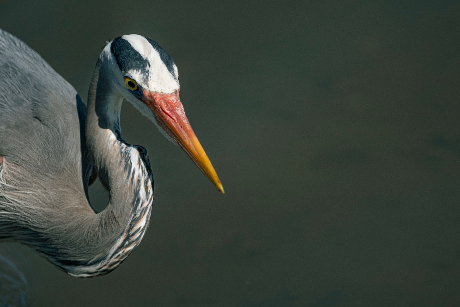 GREAT BLUE HERON - Ardea herodias — 4 of 5