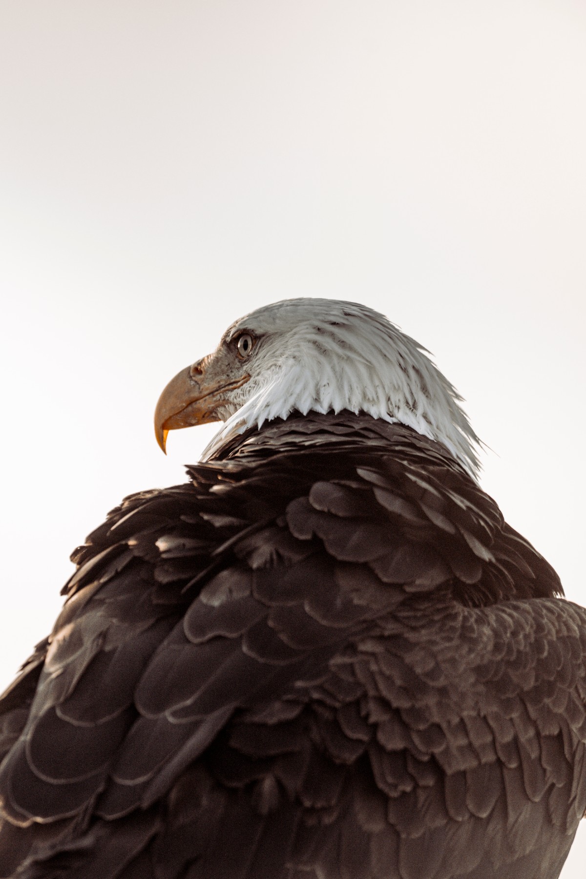 BALD EAGLE - Haliaeetus leucocephalus — 5 of 19