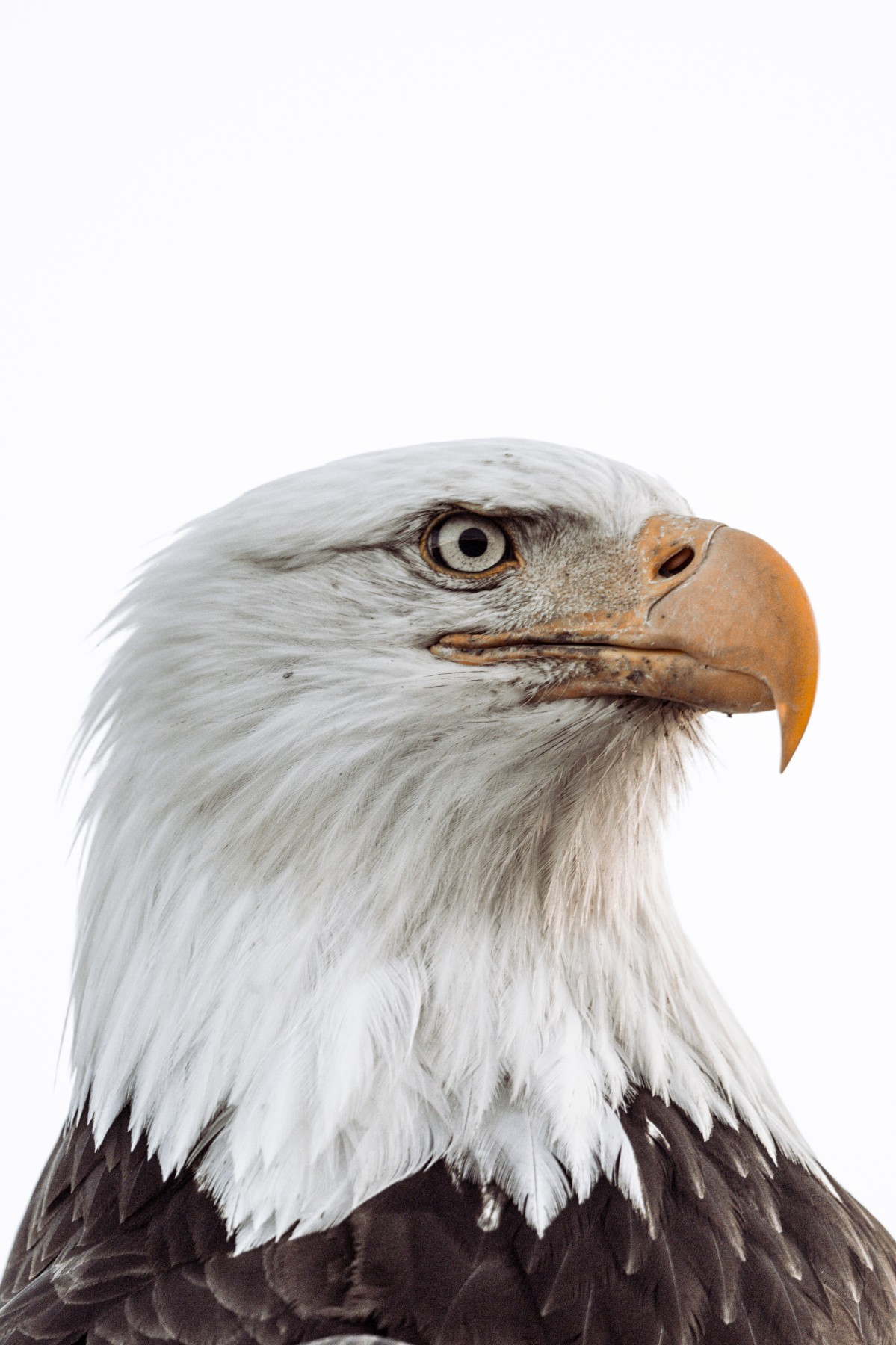 BALD EAGLE - Haliaeetus leucocephalus — 19 of 19