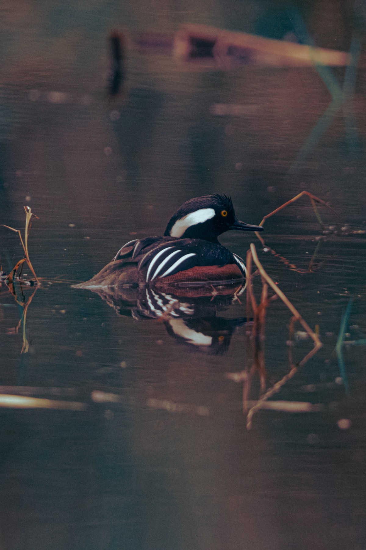 HOODED MERGANSER — 2 of 3