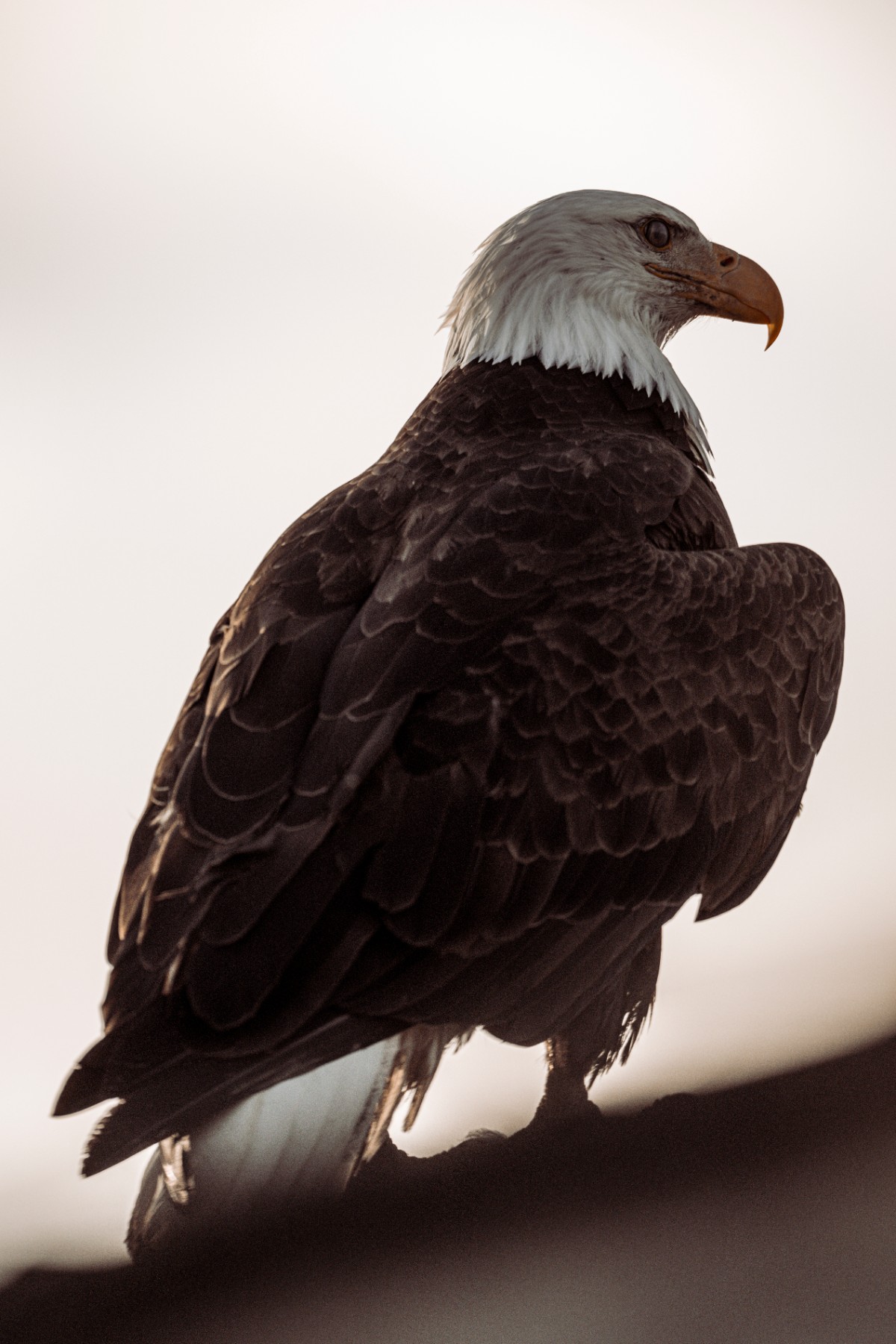 BALD EAGLE - Haliaeetus leucocephalus — 4 of 19