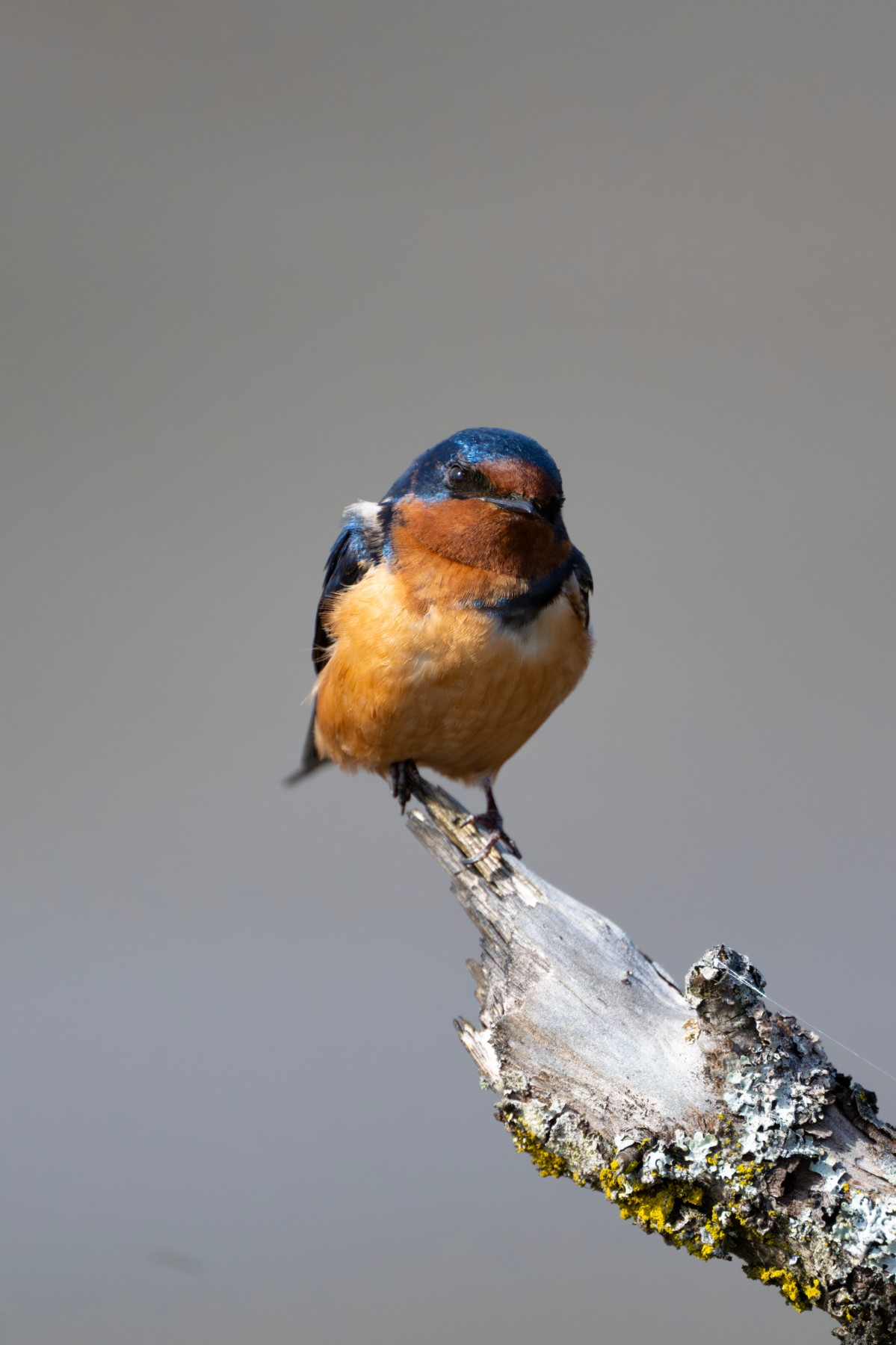 BARN SWALLOW - Hirundo rustica — 2 of 3