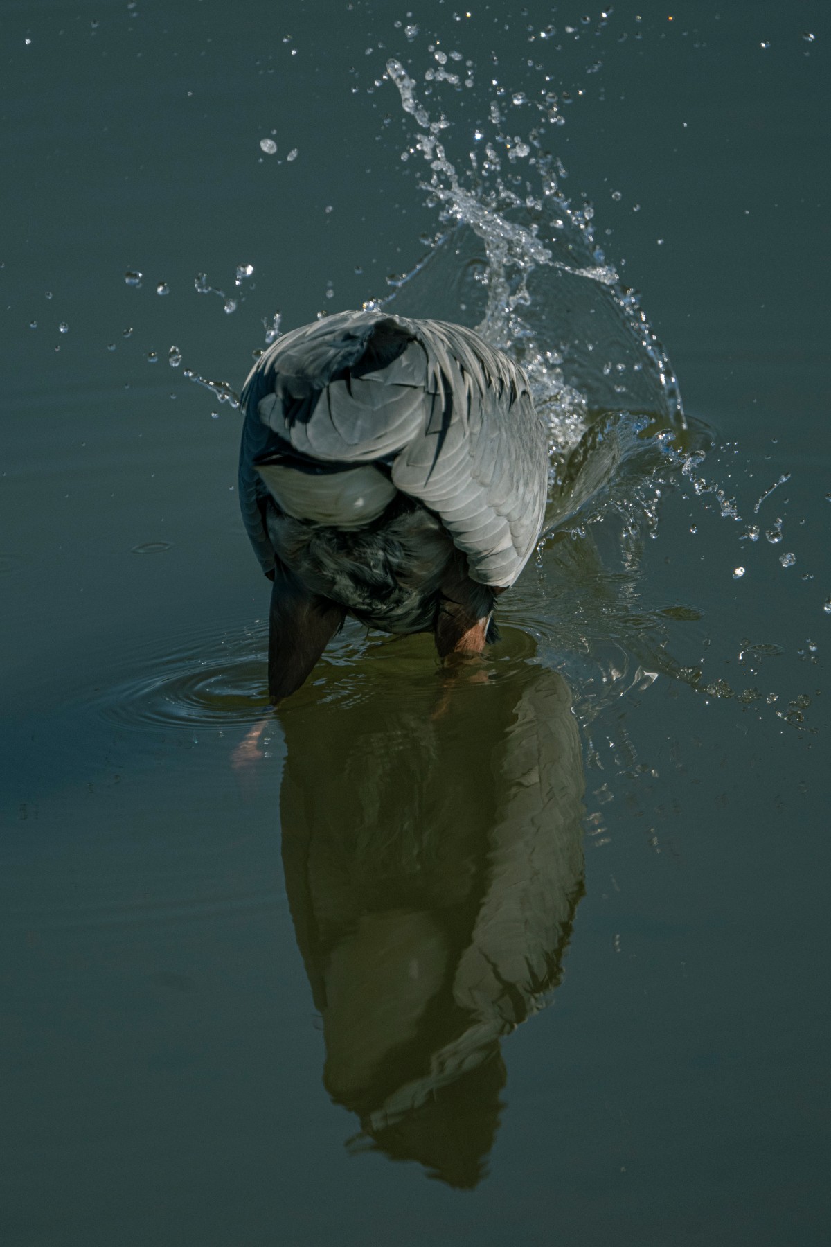 GREAT BLUE HERON - Ardea herodias — 2 of 7