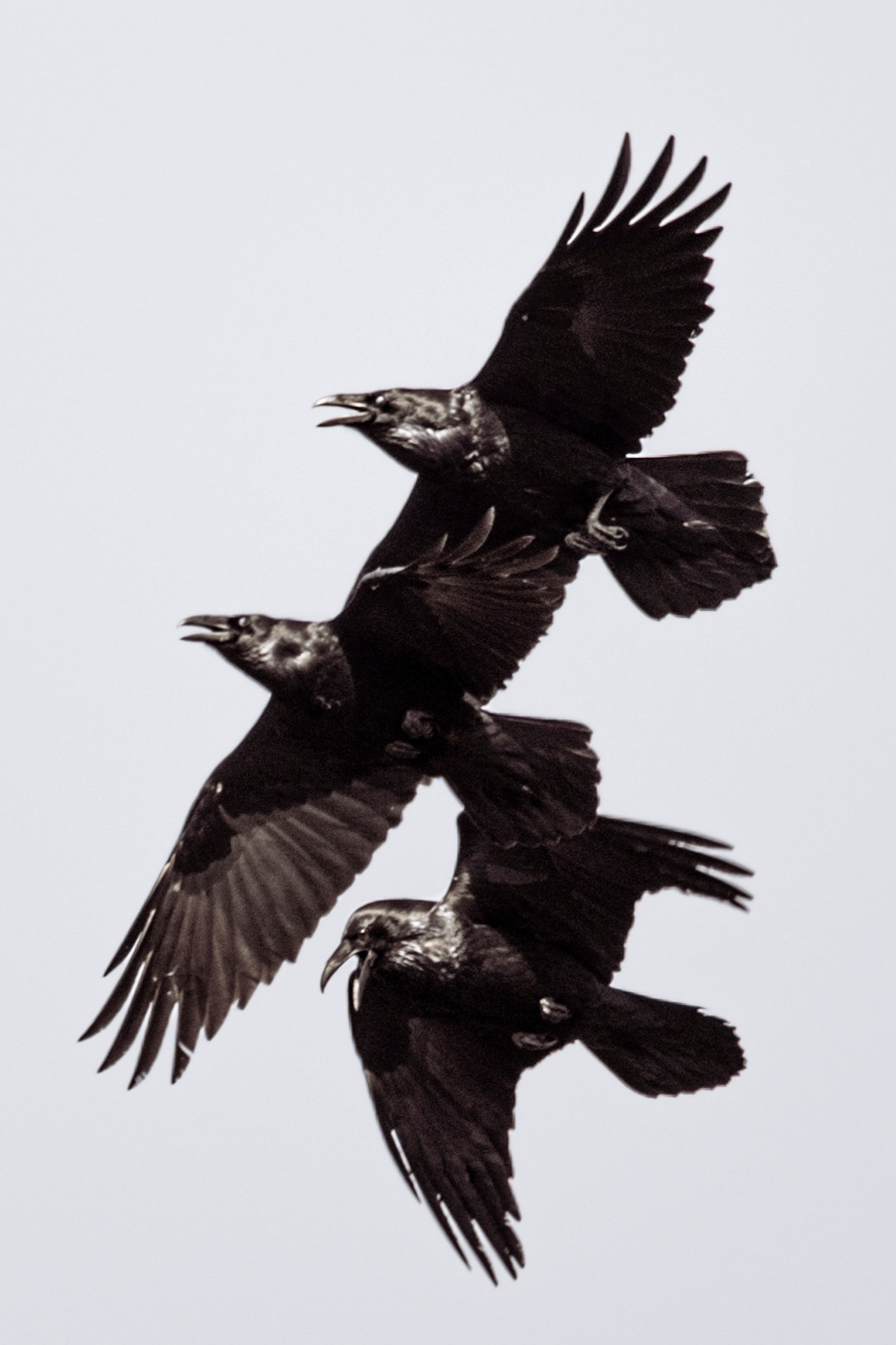 COMMON RAVEN — 3 of 5