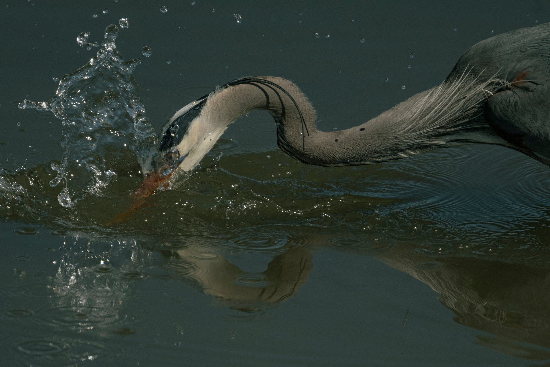GREAT BLUE HERON - Ardea herodias — 2 of 5