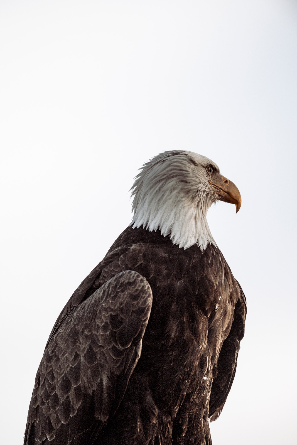 BALD EAGLE - Haliaeetus leucocephalus — 10 of 19