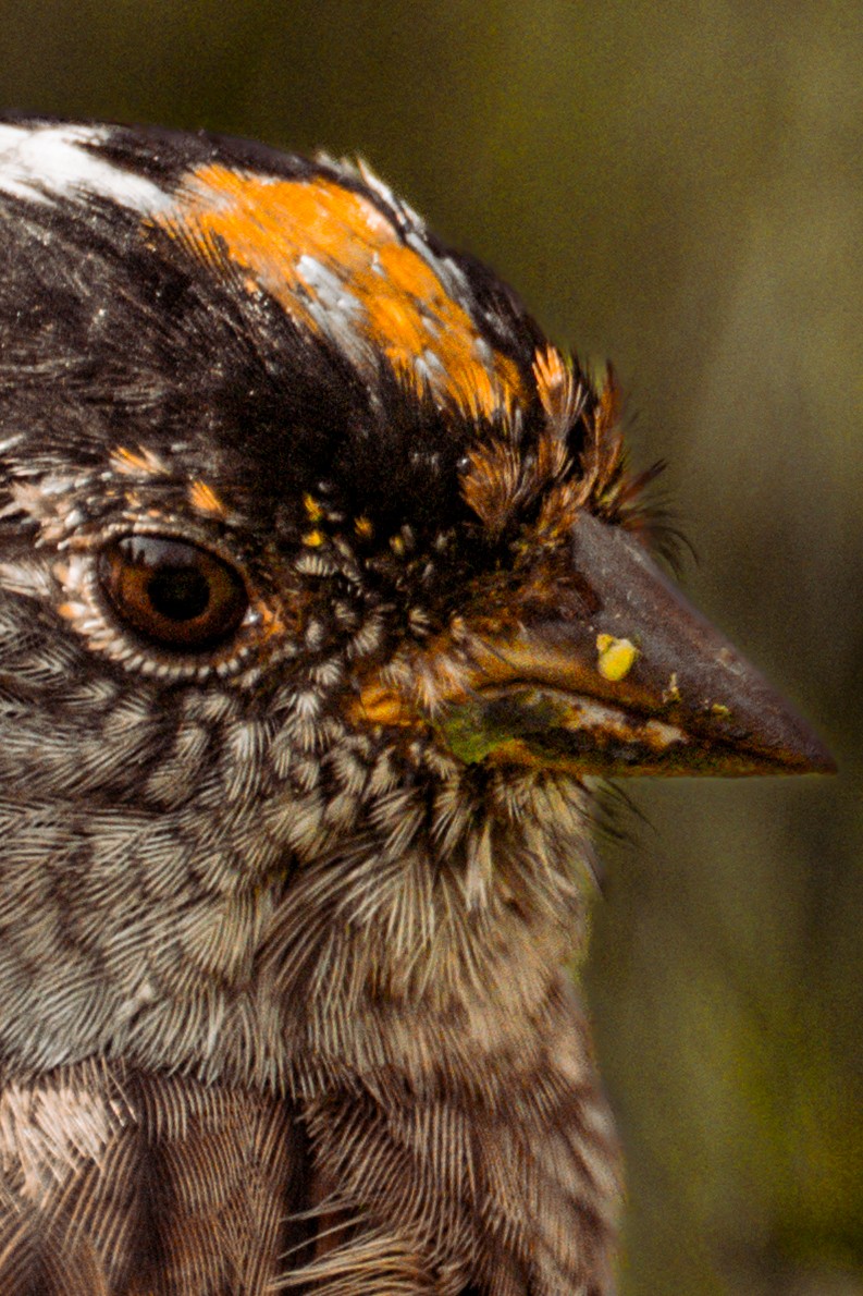 GOLDEN-CROWNED SPARROW - Zonotrichia atricapilla. — 2 of 3