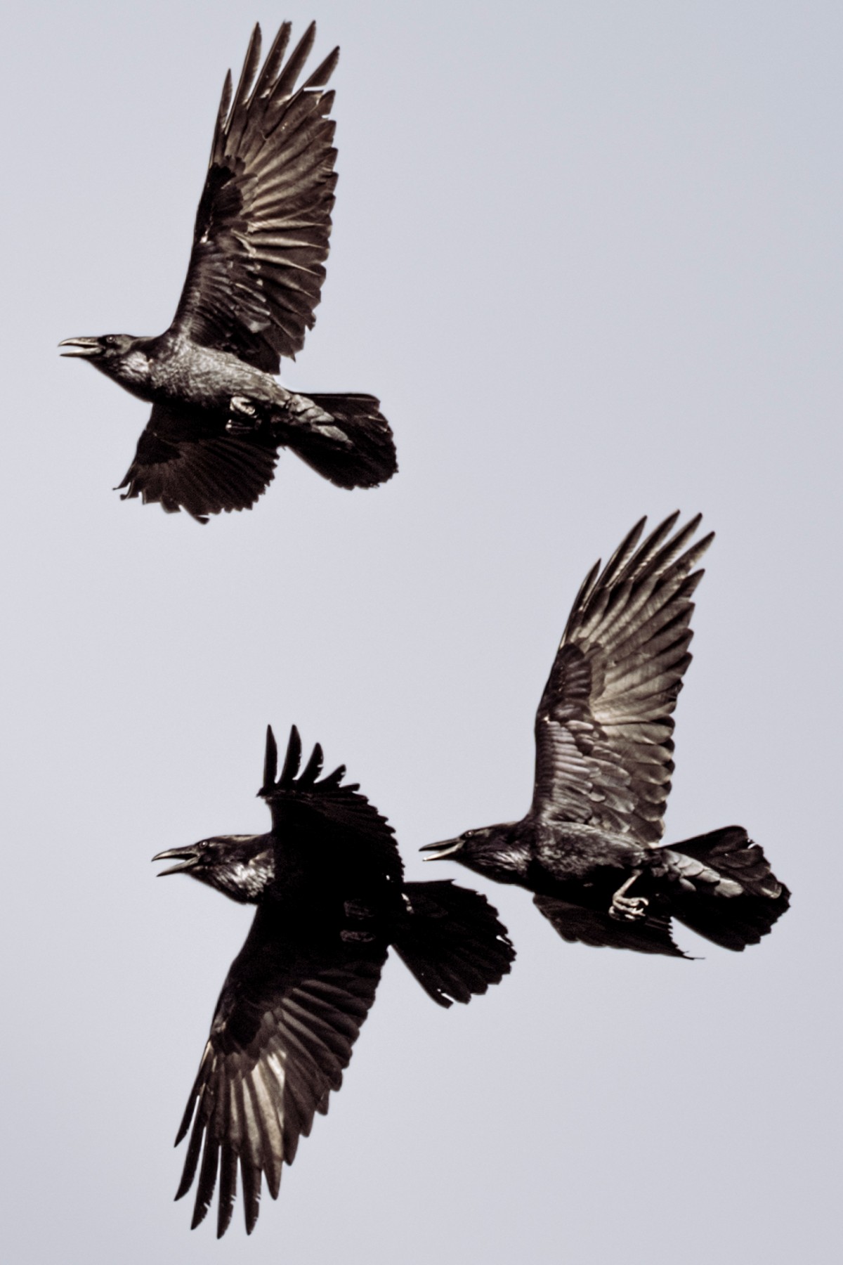COMMON RAVEN — 4 of 5