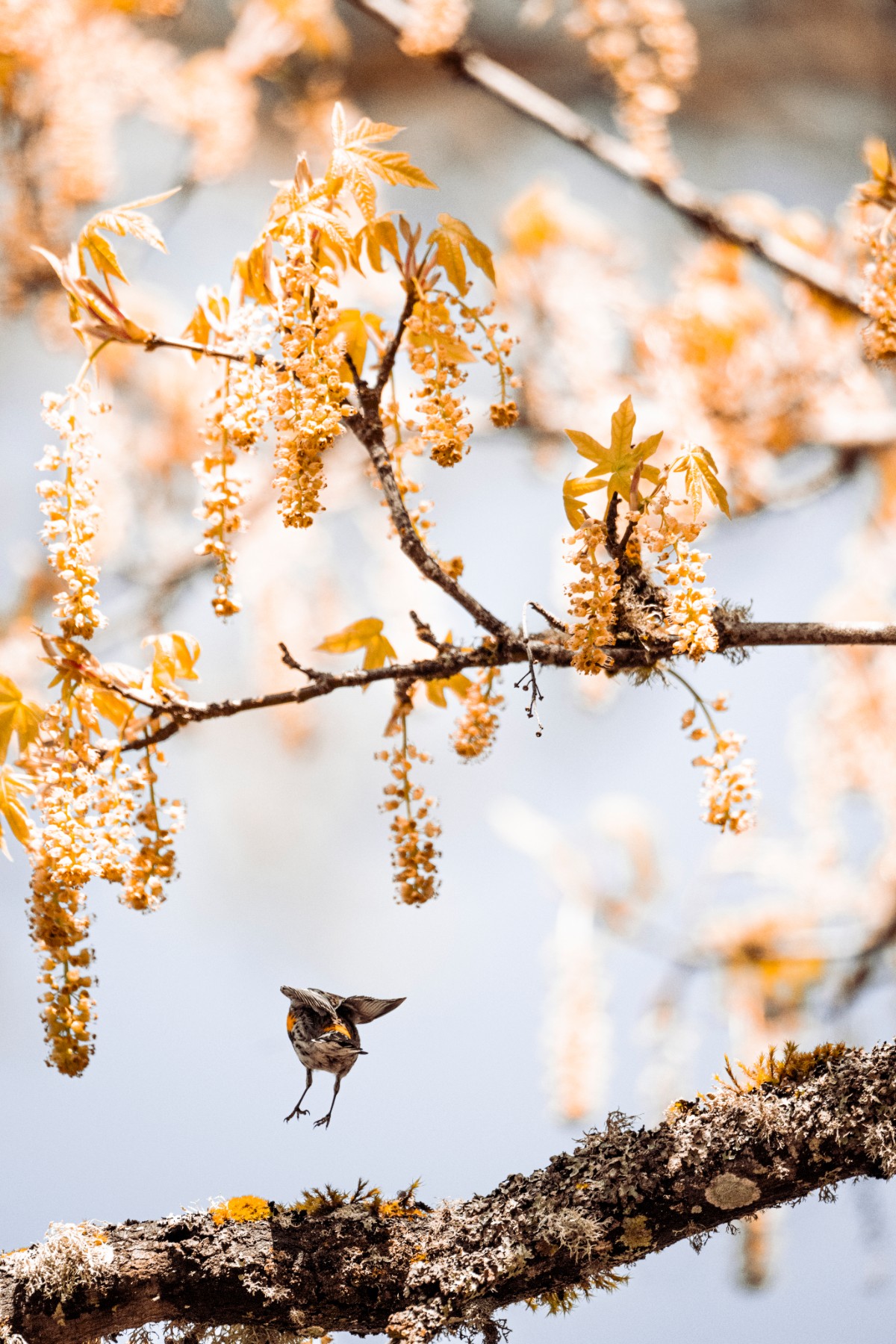 Yellow-rumped Warbler — Setophaga coronata — 2 of 3