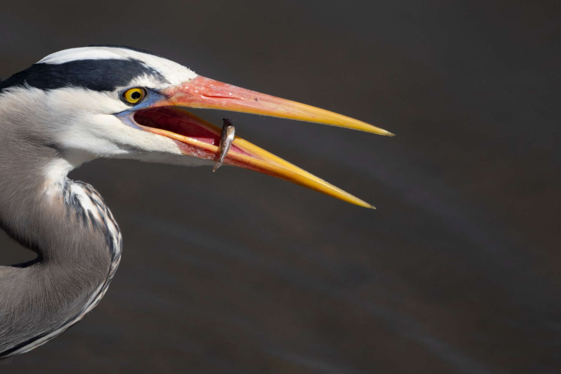 GREAT BLUE HERON - Ardea herodias — 5 of 5
