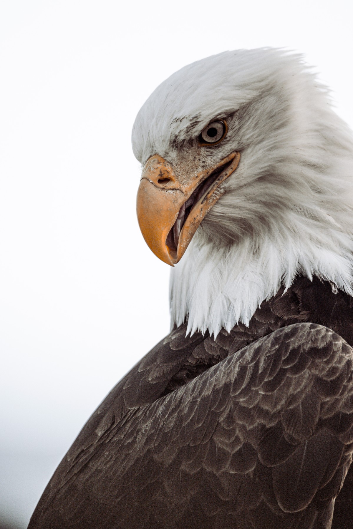 BALD EAGLE - Haliaeetus leucocephalus — 14 of 19