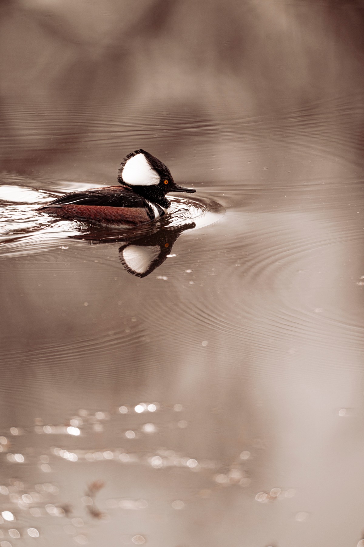 HOODED MERGANSER - Lophodytes cucullatus — 2 of 3