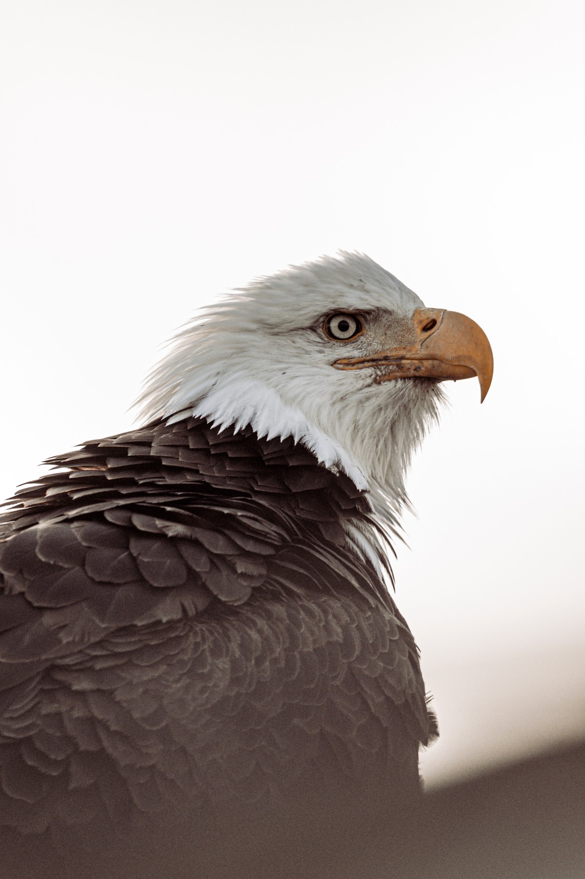 BALD EAGLE - Haliaeetus leucocephalus — 6 of 19