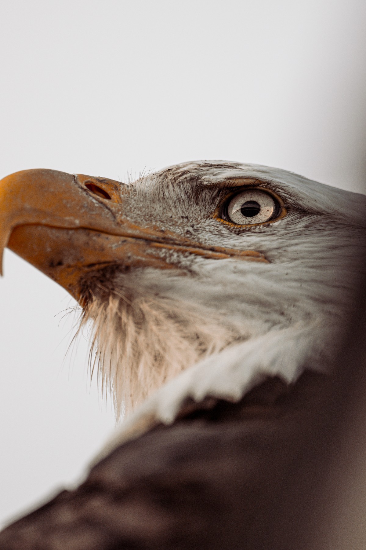 BALD EAGLE - Haliaeetus leucocephalus — 9 of 19