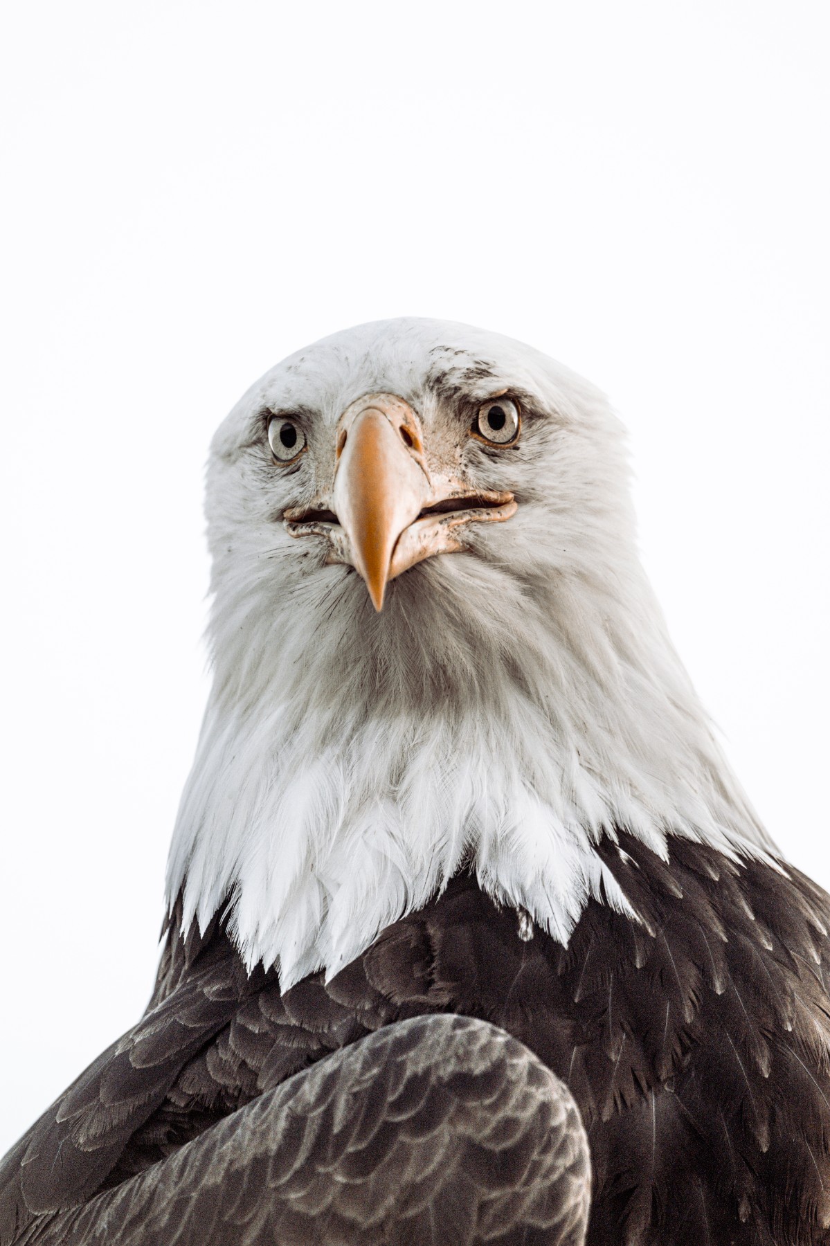 BALD EAGLE - Haliaeetus leucocephalus — 15 of 19