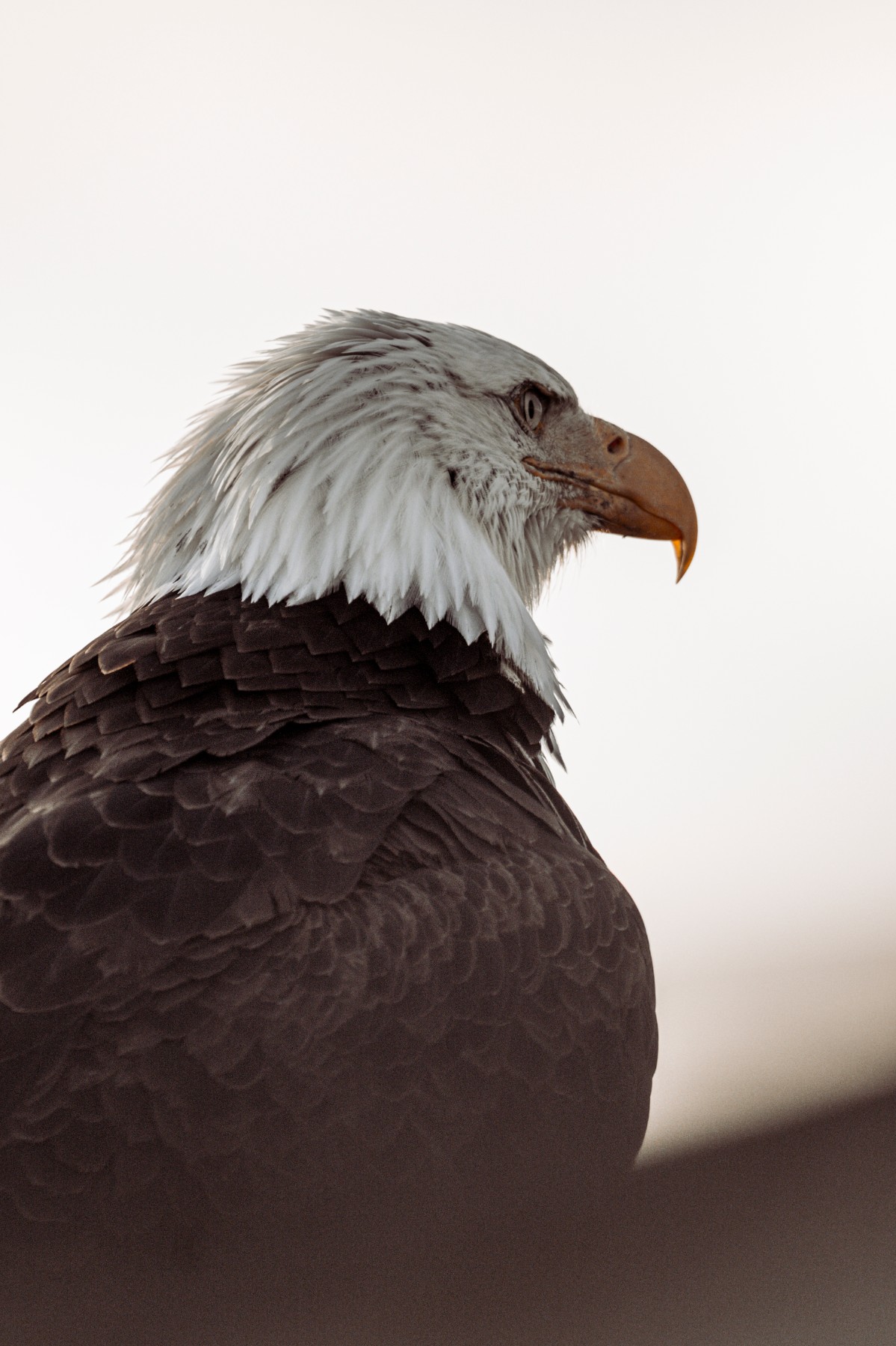 BALD EAGLE - Haliaeetus leucocephalus — 7 of 19