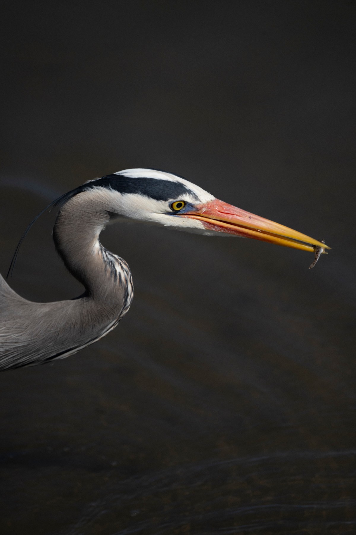 GREAT BLUE HERON - Ardea herodias — 7 of 7