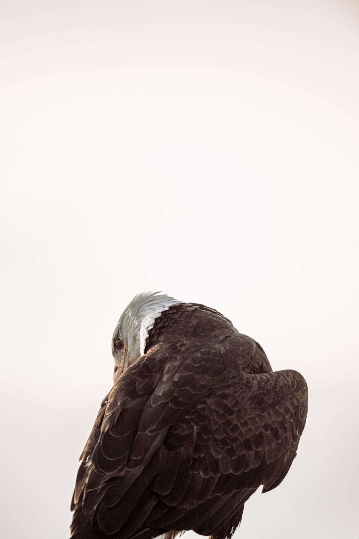 BALD EAGLE - Haliaeetus leucocephalus — 3 of 19