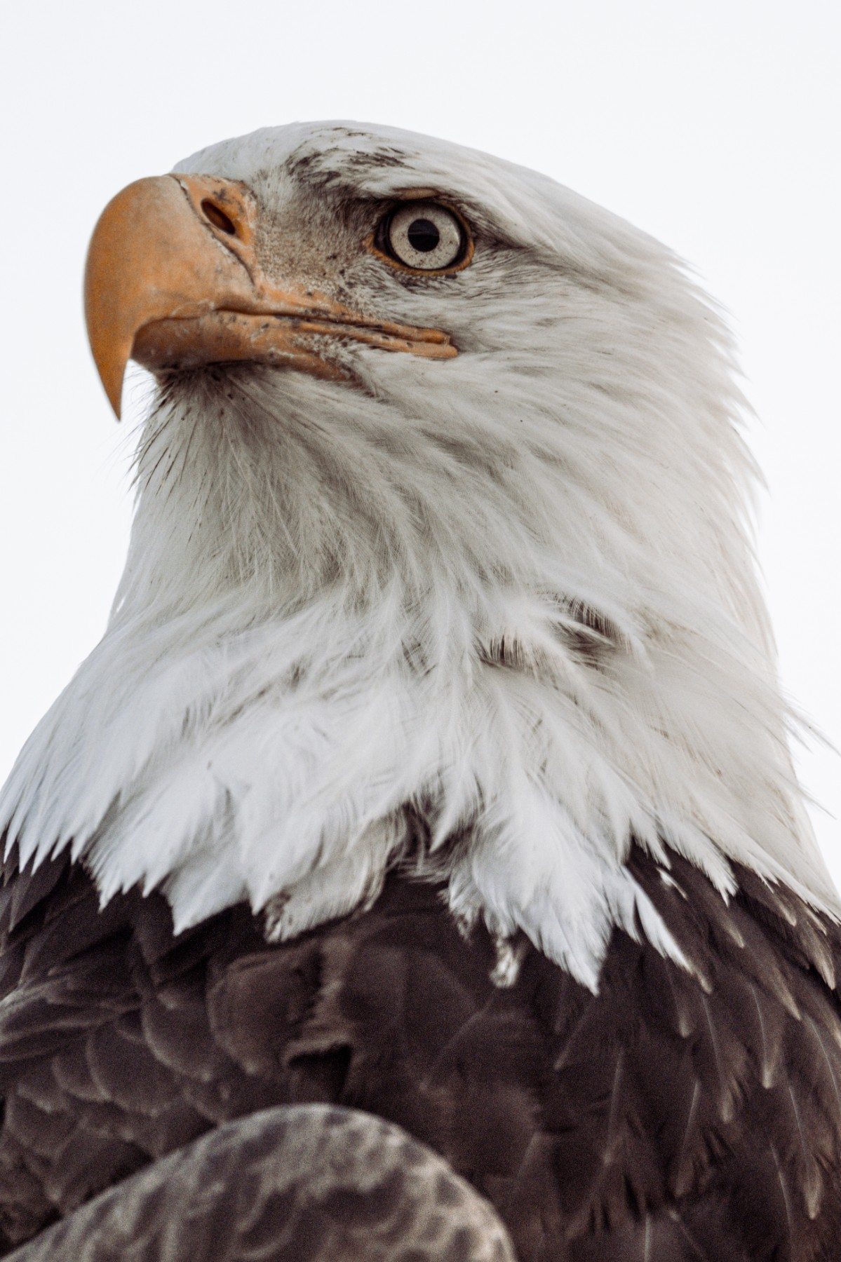 BALD EAGLE - Haliaeetus leucocephalus — 12 of 19