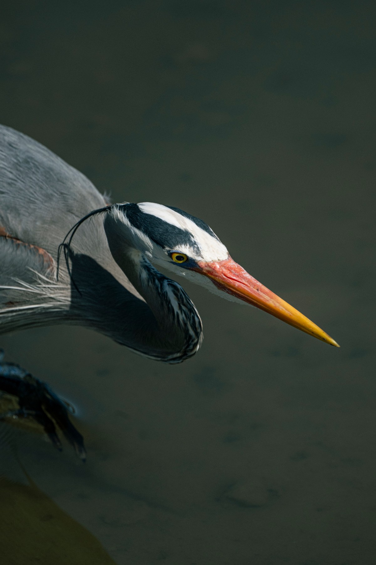 GREAT BLUE HERON - Ardea herodias — 6 of 7
