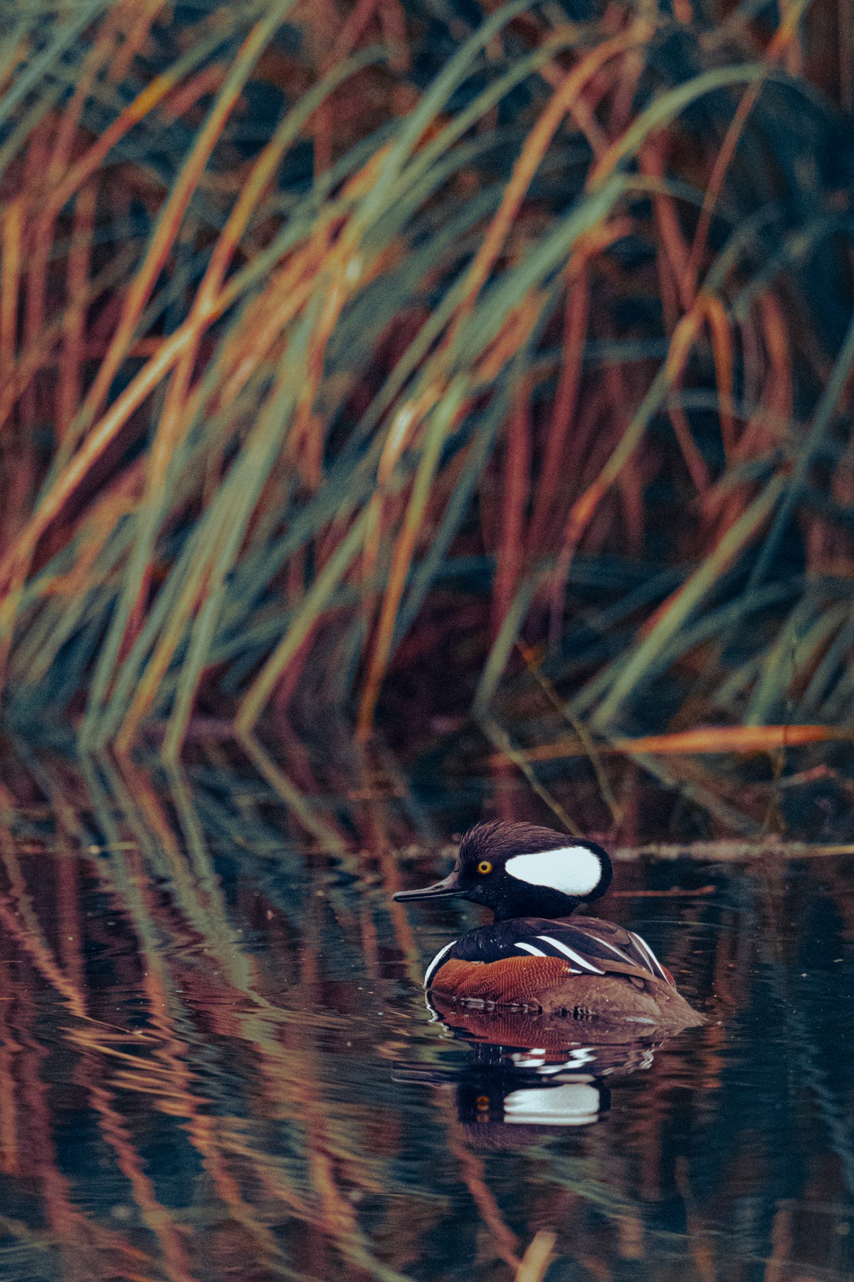 HOODED MERGANSER — 3 of 3
