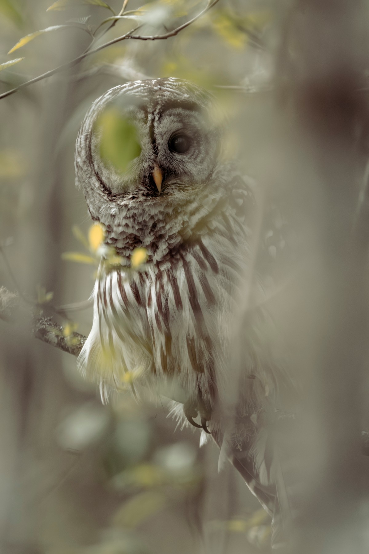 BARRED OWL - Strix varia — 2 of 3