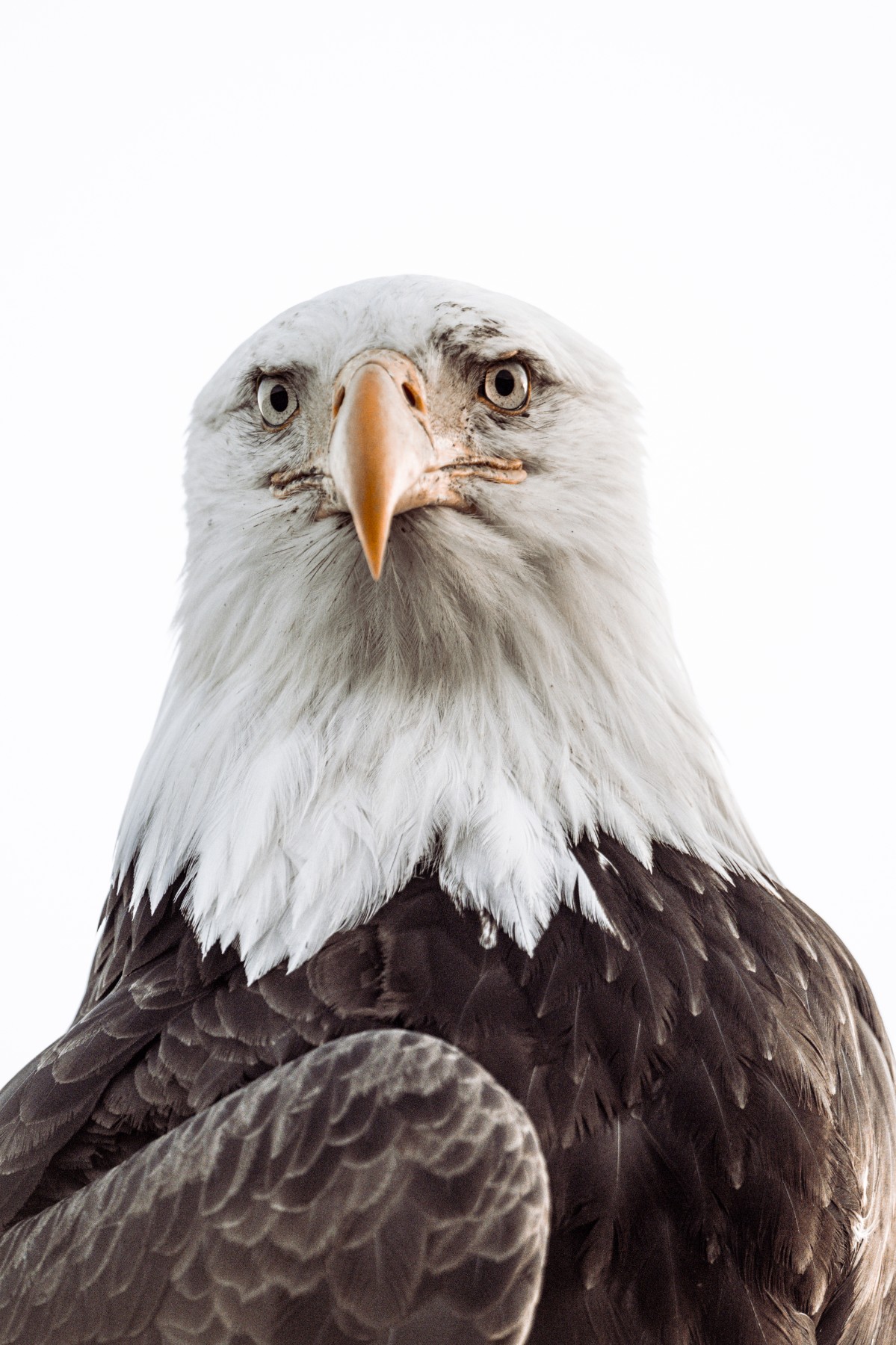 BALD EAGLE - Haliaeetus leucocephalus — 16 of 19