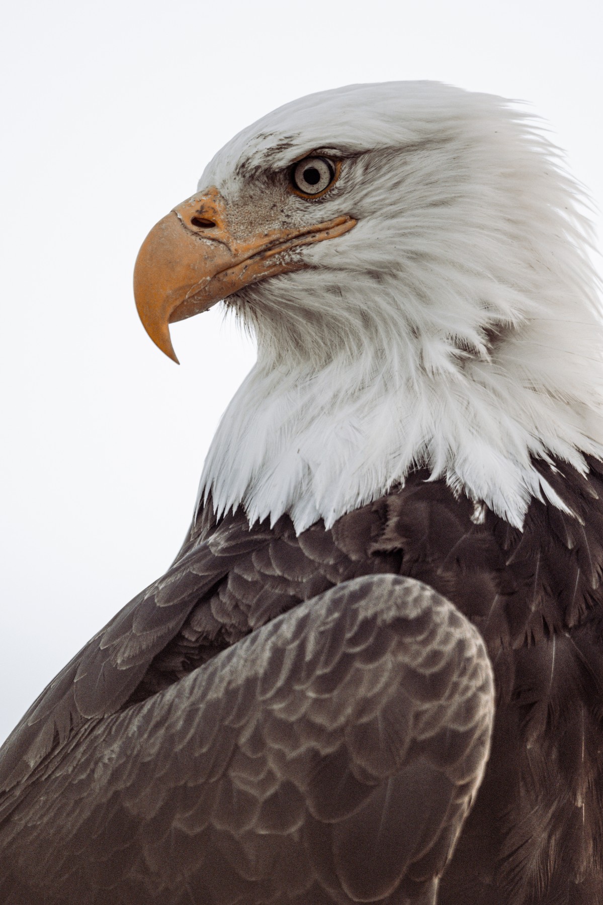BALD EAGLE - Haliaeetus leucocephalus — 13 of 19