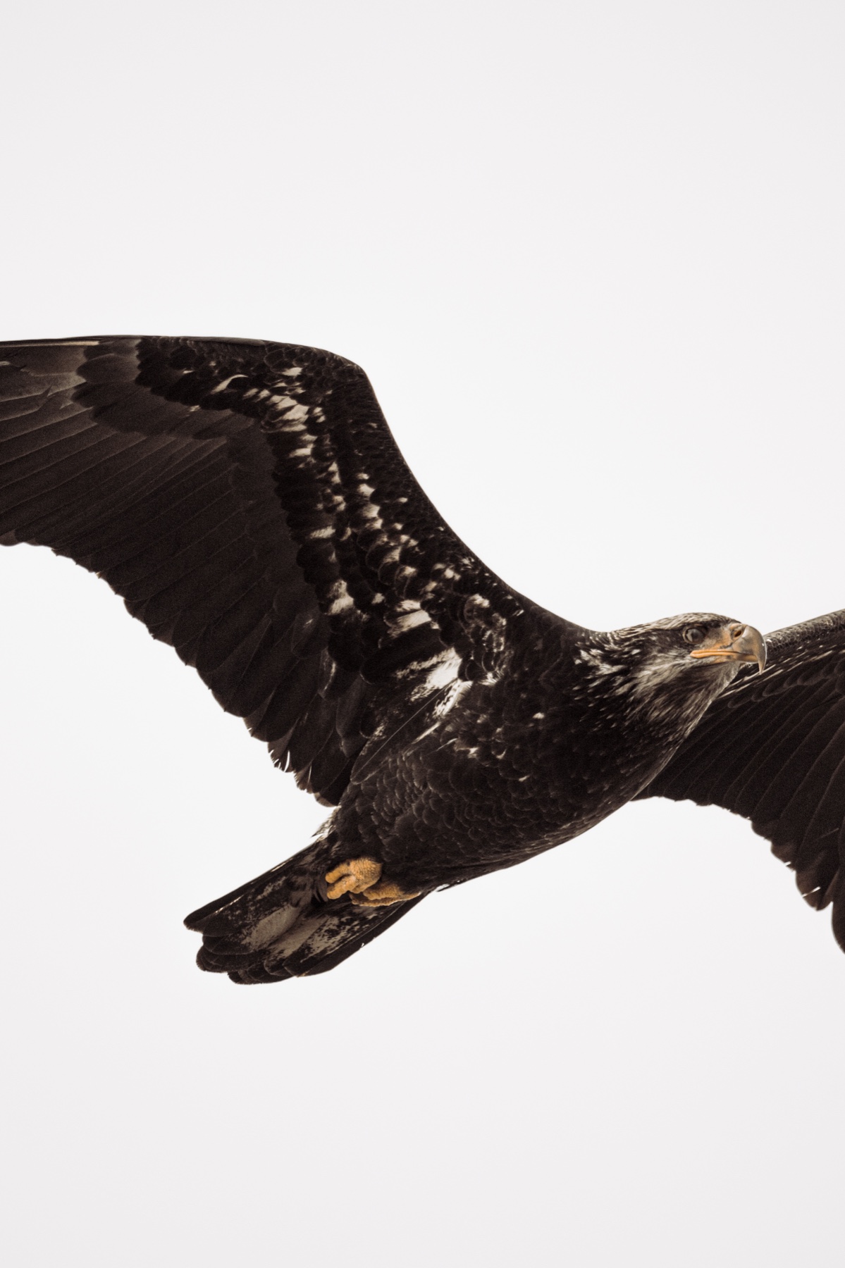 Bald eagle - Haliaeetus leucocephalus — 3 of 8
