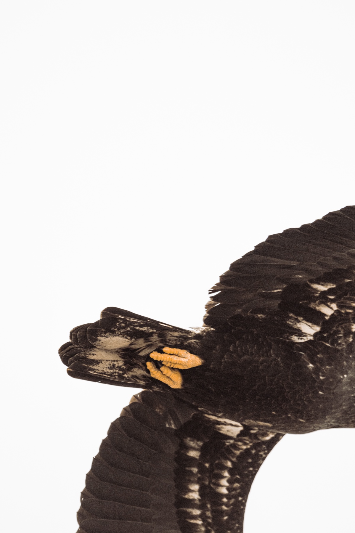 Bald eagle - Haliaeetus leucocephalus — 7 of 8