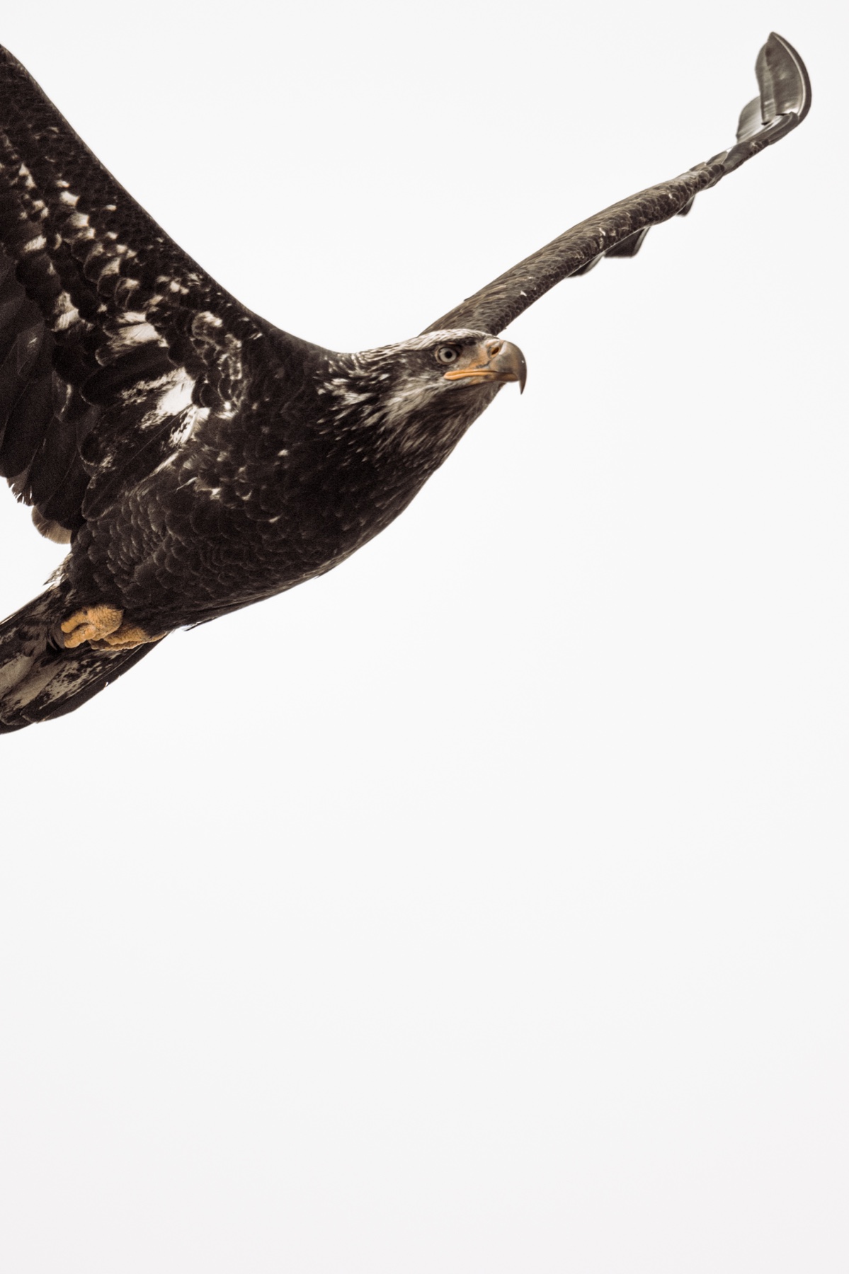 Bald eagle - Haliaeetus leucocephalus — 2 of 8