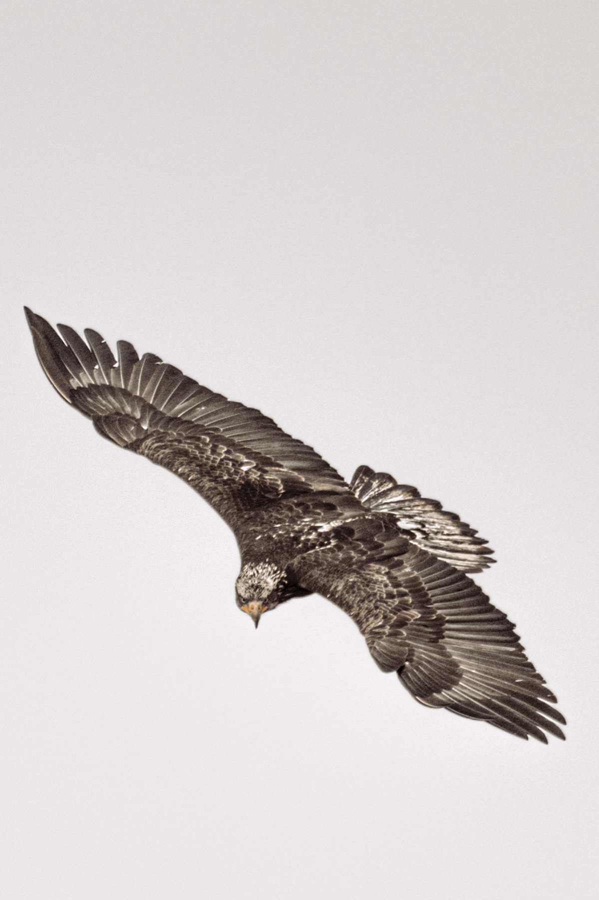 Bald eagle - Haliaeetus leucocephalus — 8 of 8